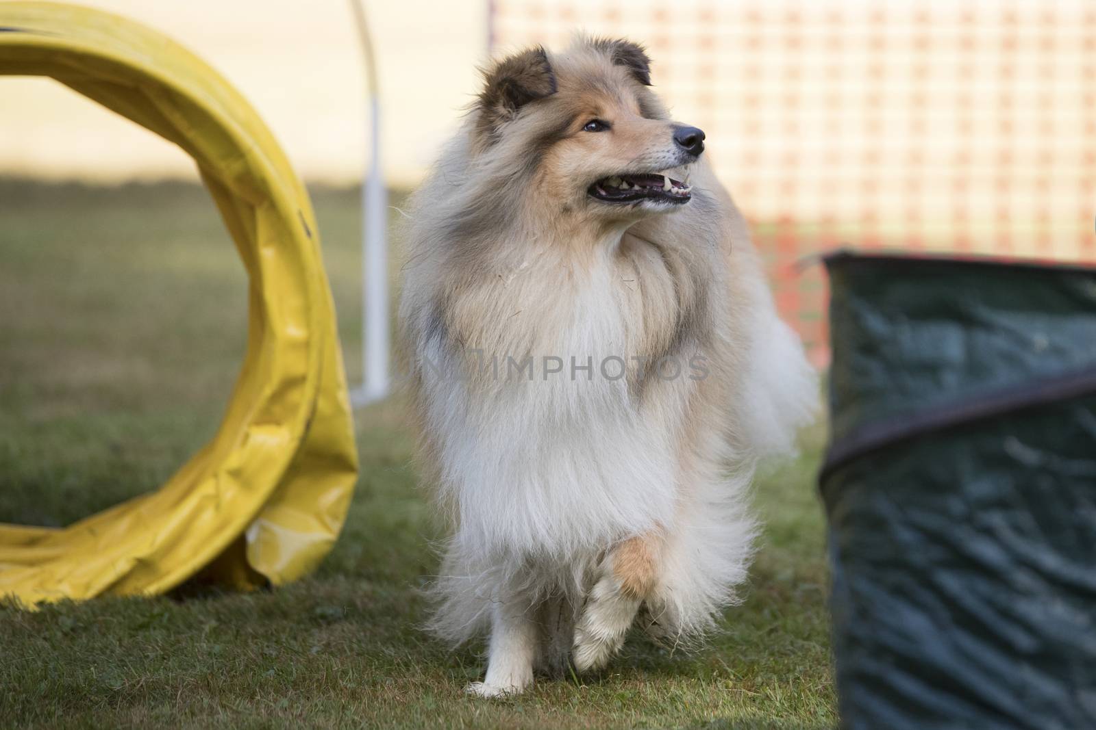 Scottish Collie, training hoopers