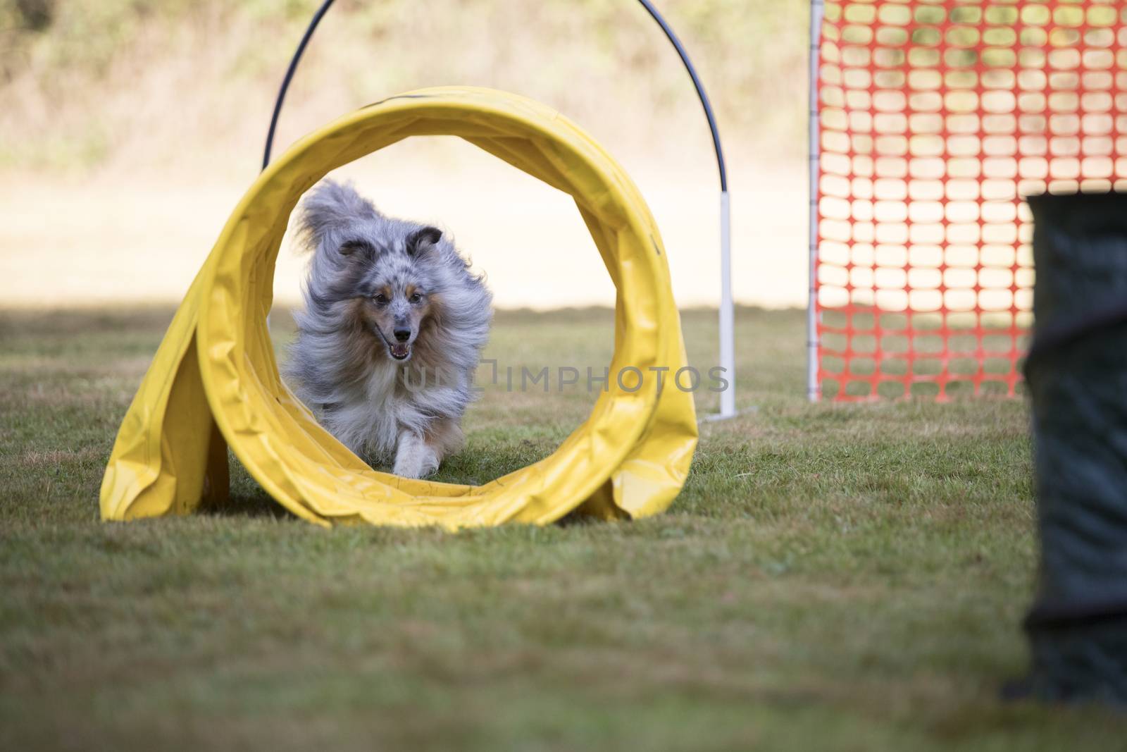 Dog, Shetland Sheepdog, with agility tunnel by avanheertum