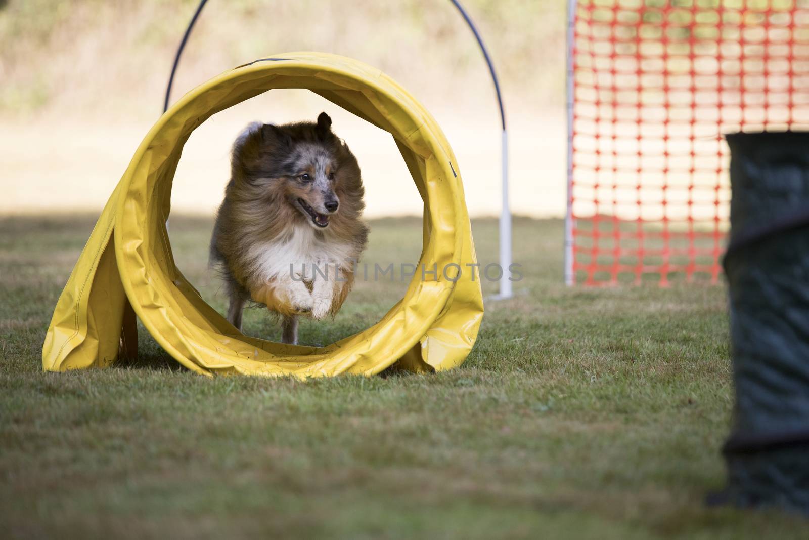 Shetland Sheepdog, hooper training