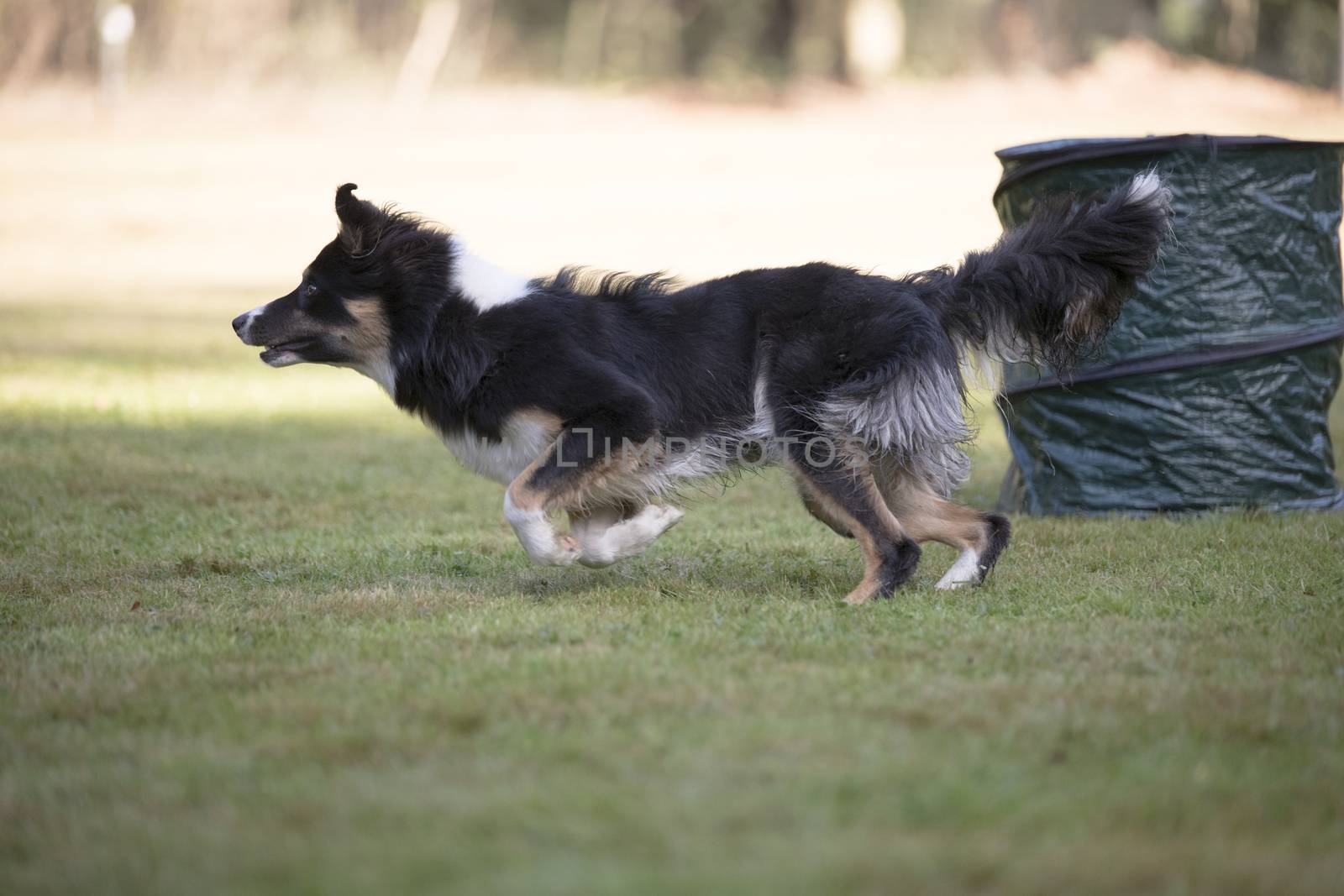 Border collie, running in Hooper training