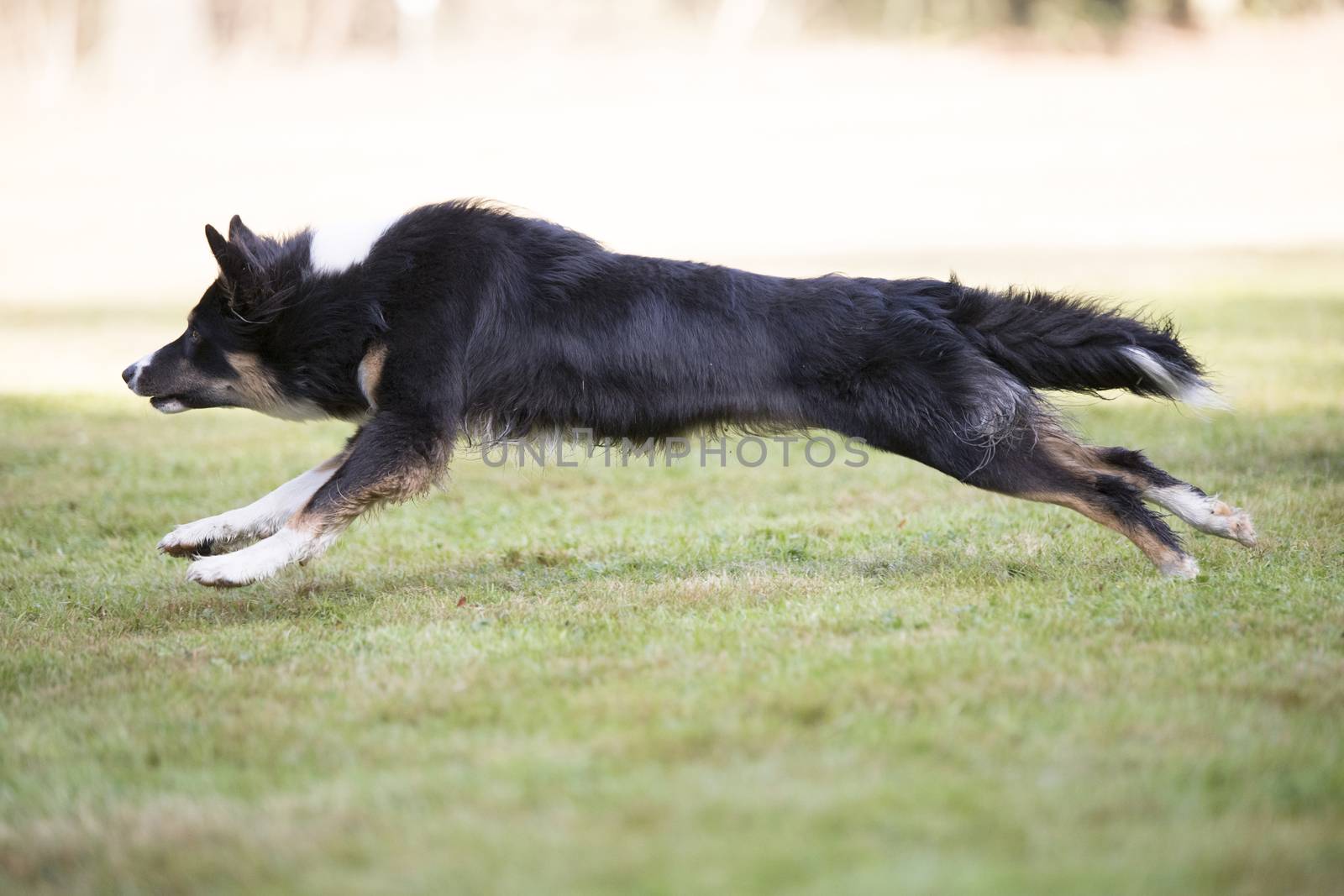 Side view of a Border Collie running