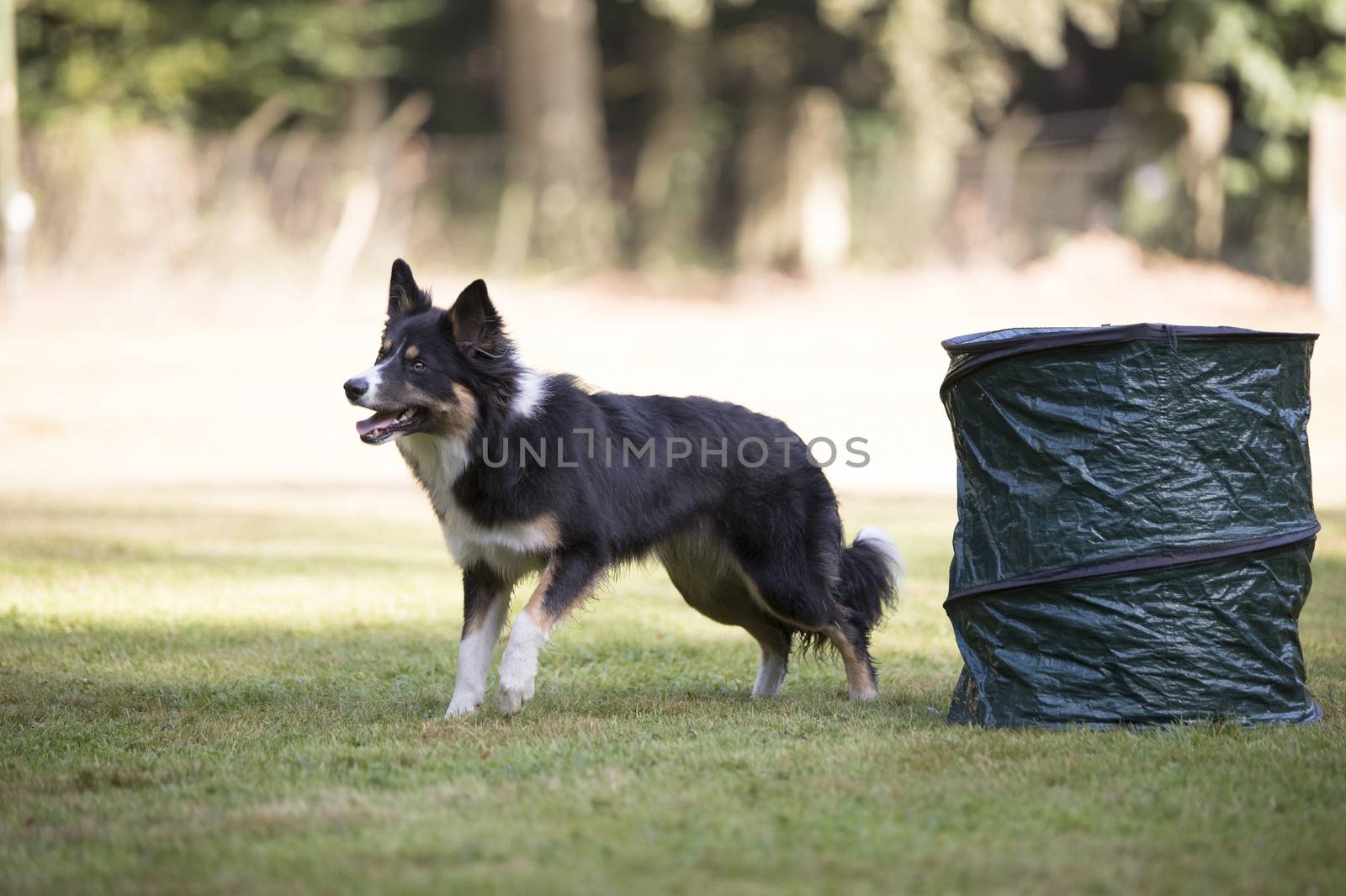 Dog, Border Collie, training hoopers by avanheertum