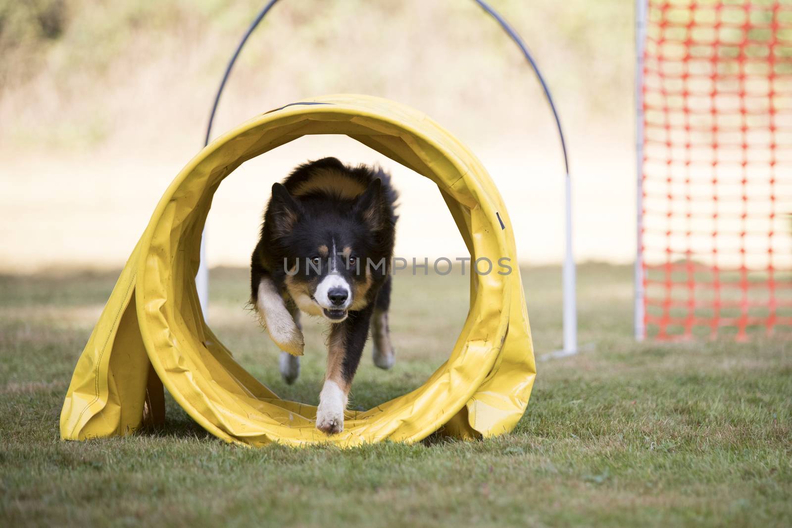 Border Collie training hoopers