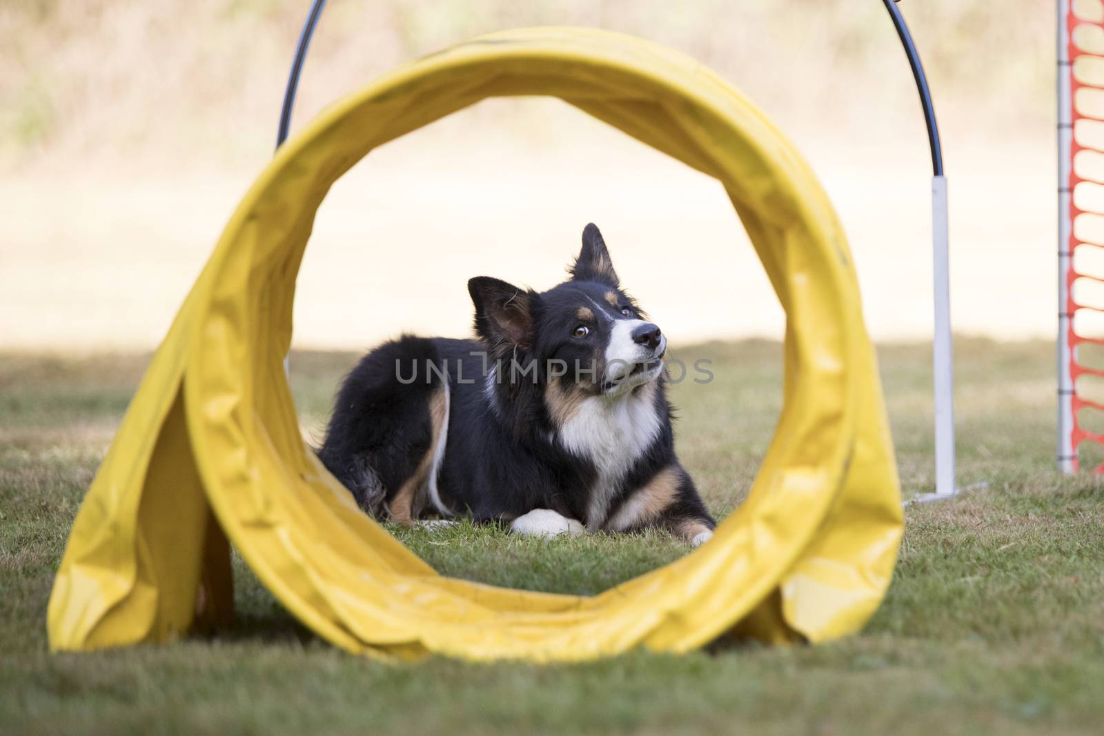 Dog, Border Collie, training hoopers by avanheertum