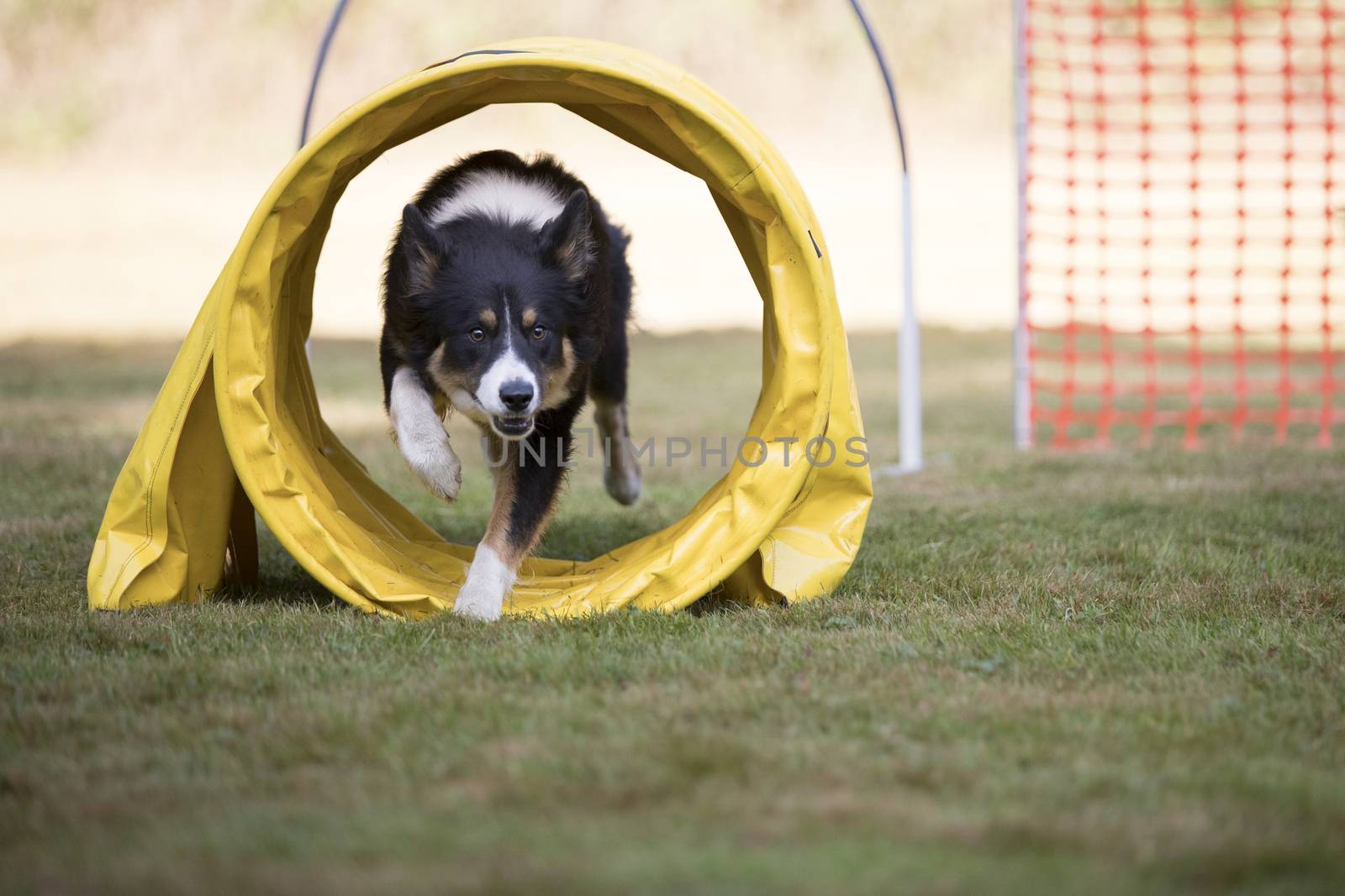 Dog, Border Collie, training hoopers by avanheertum