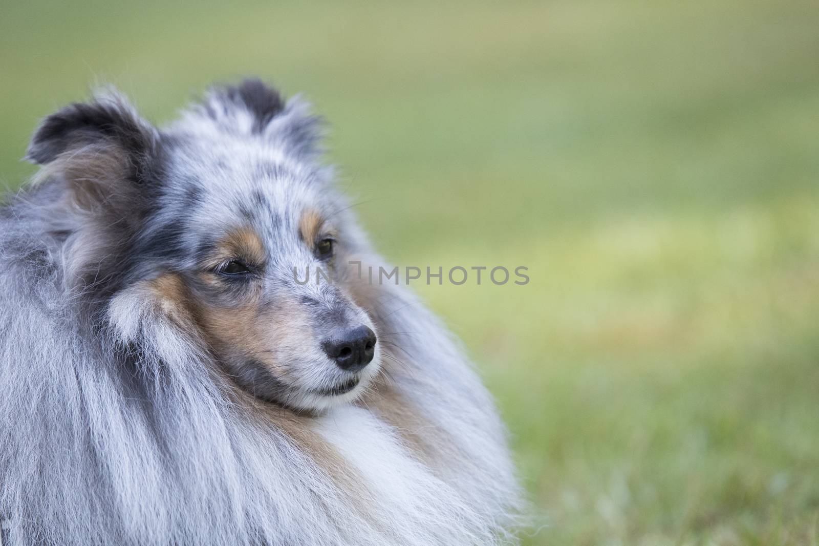 Headshot of a Shetland Sheepdog