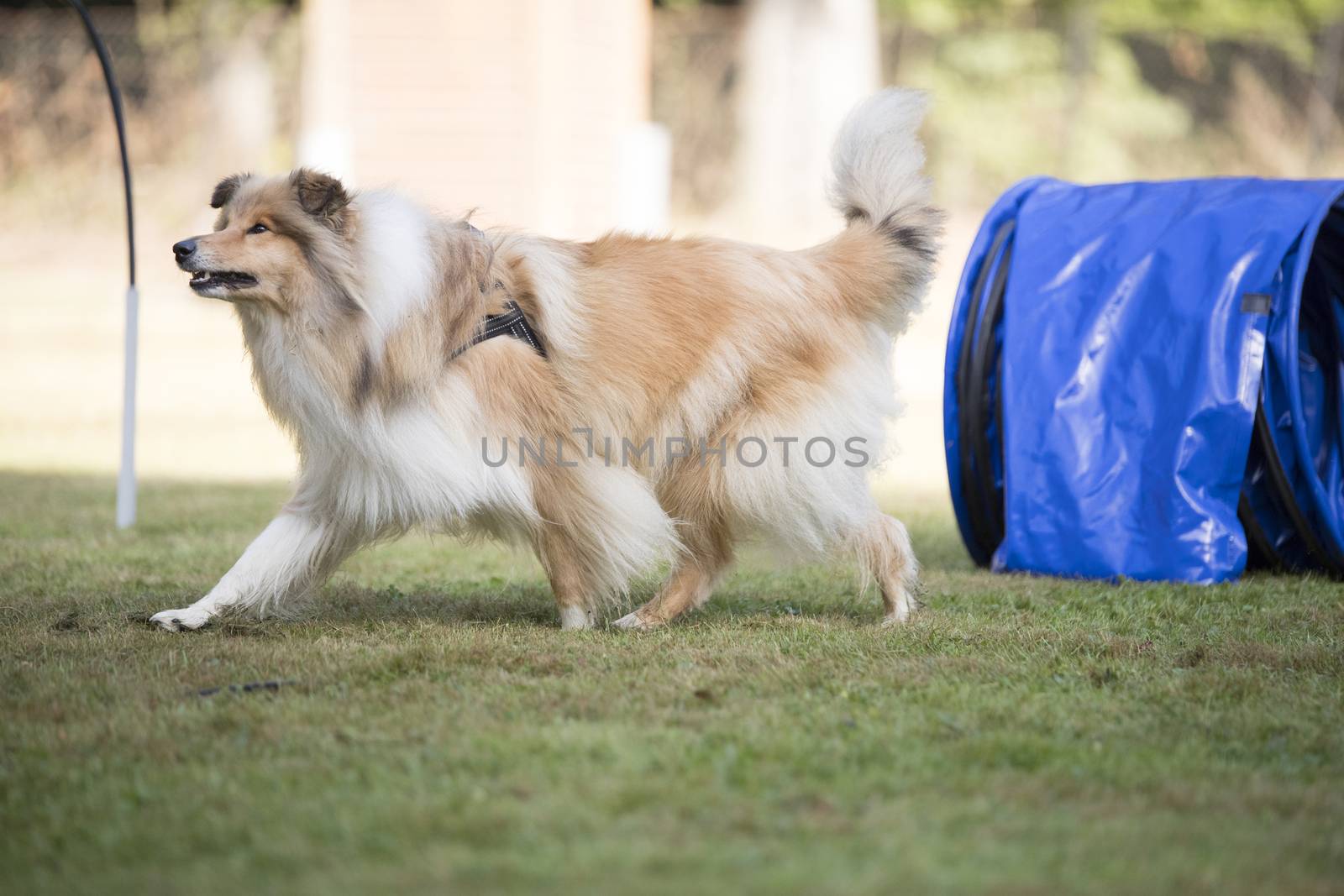 Dog, Scottish Sheepdog, training hoopers by avanheertum