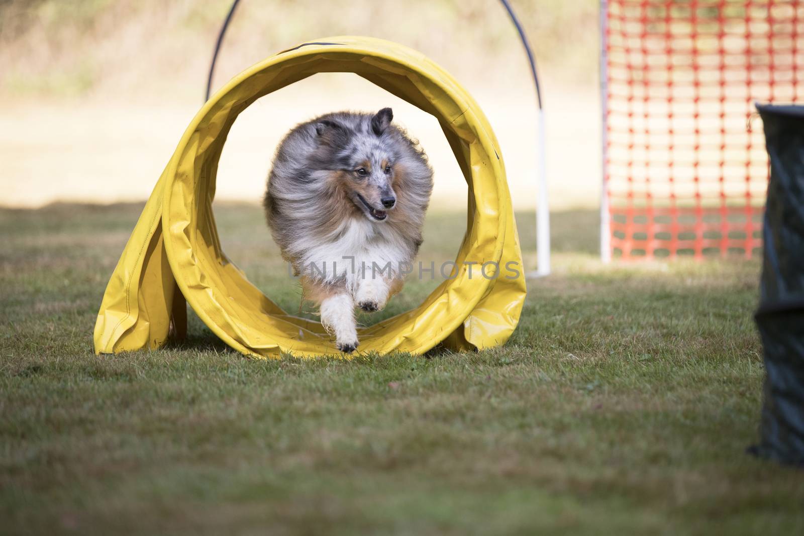 Dog, Shetland Sheepdog, training hoopers by avanheertum