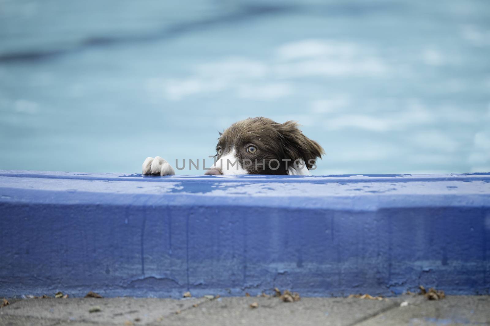 Border Collie, brown white, looking over the edge of a swimming pool