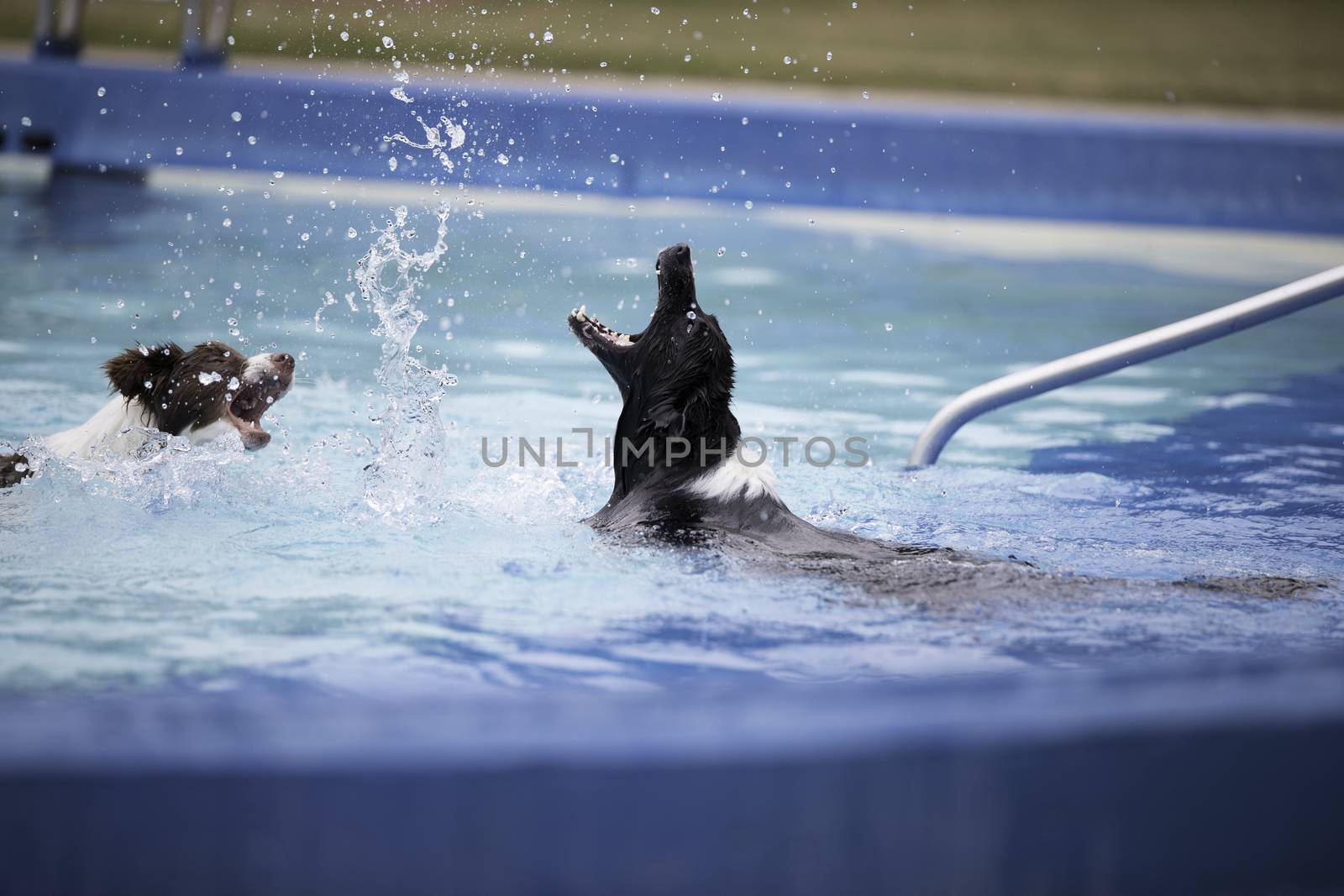 Two Border Collies playing with splatters in a swimming pool