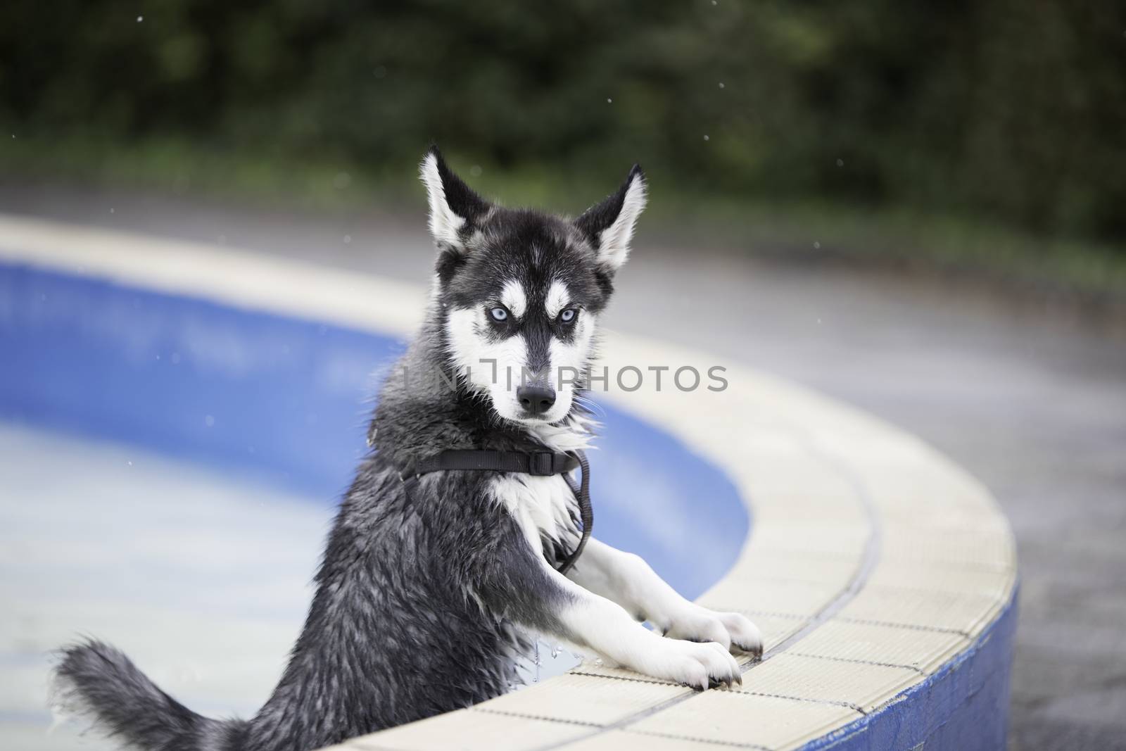 Husky dog puppy standing in swimming pool
