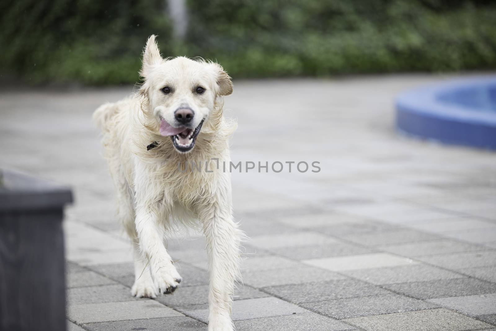 Golden Retriever dog running