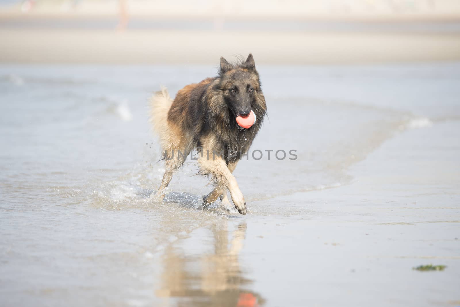 Dog, Belgian Shepherd Tervuren, running in the ocean with toy