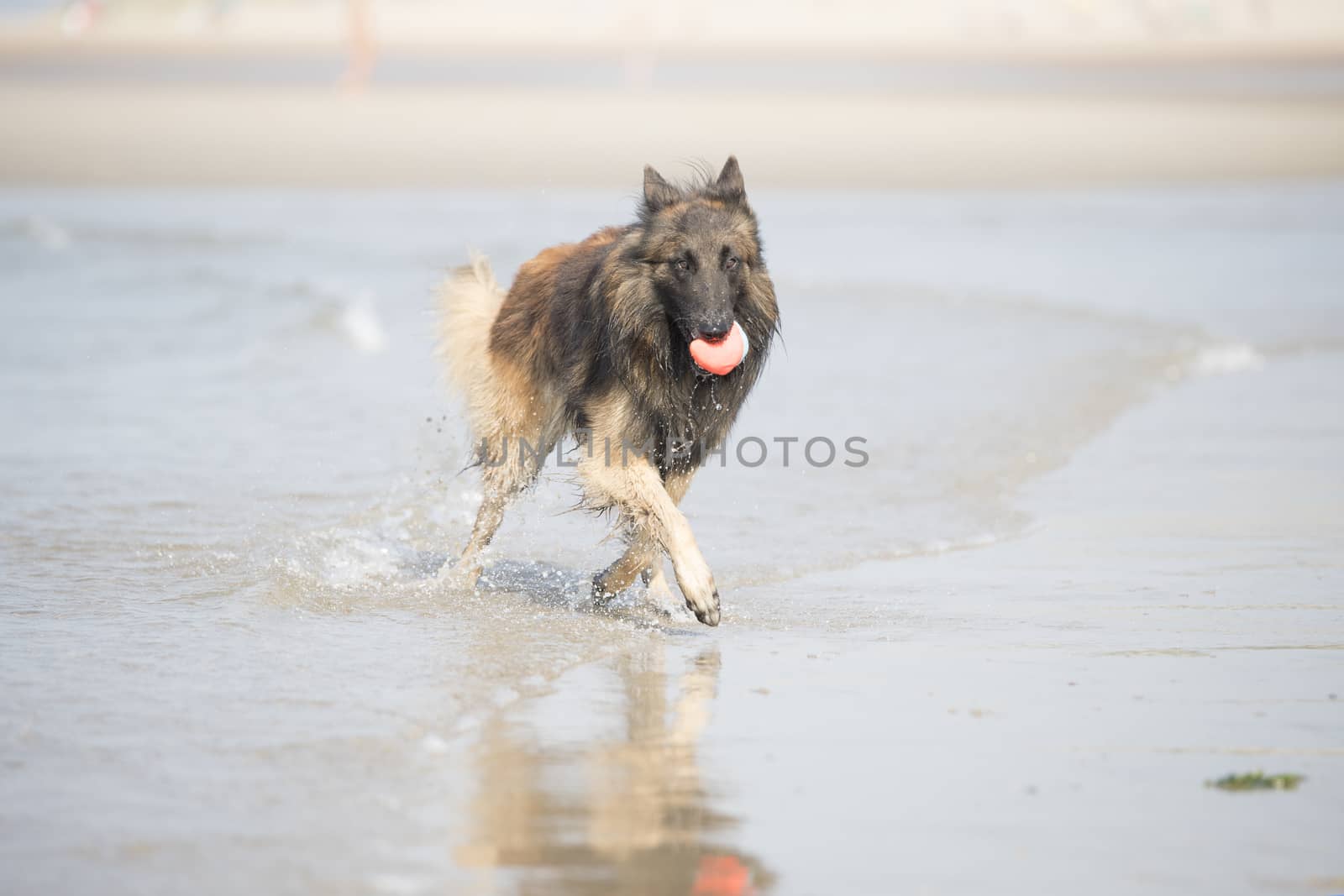 Dog, Belgian Shepherd Tervuren, running in the ocean by avanheertum