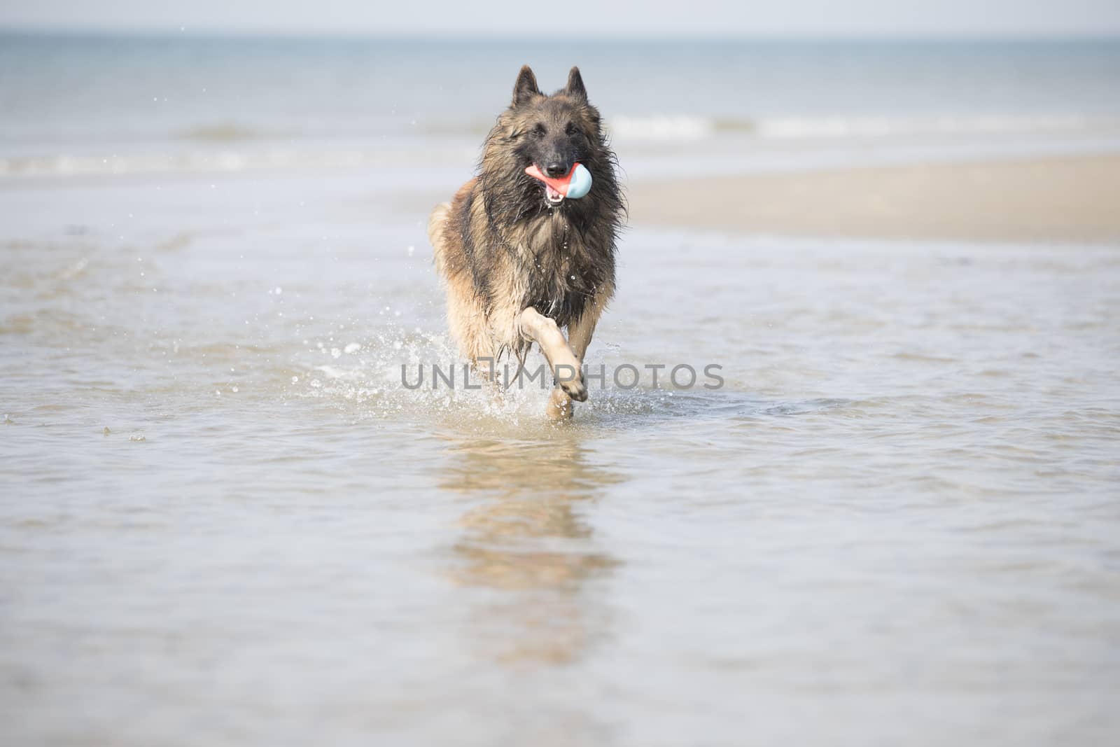 Dog, Belgian Shepherd Tervuren, running in the ocean with toy