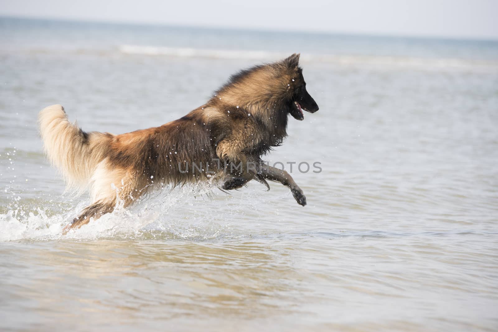 Dog, Belgian Shepherd Tervuren, running in the ocean by avanheertum