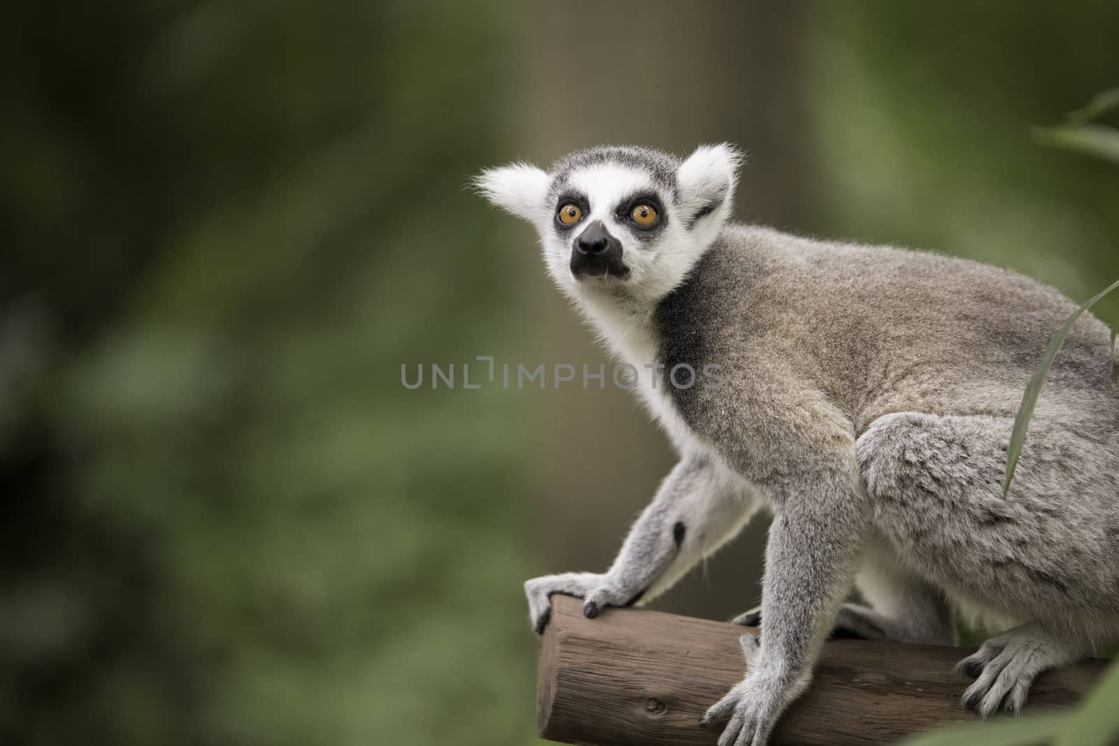 Ring-tailed lemur, sitting on a beam