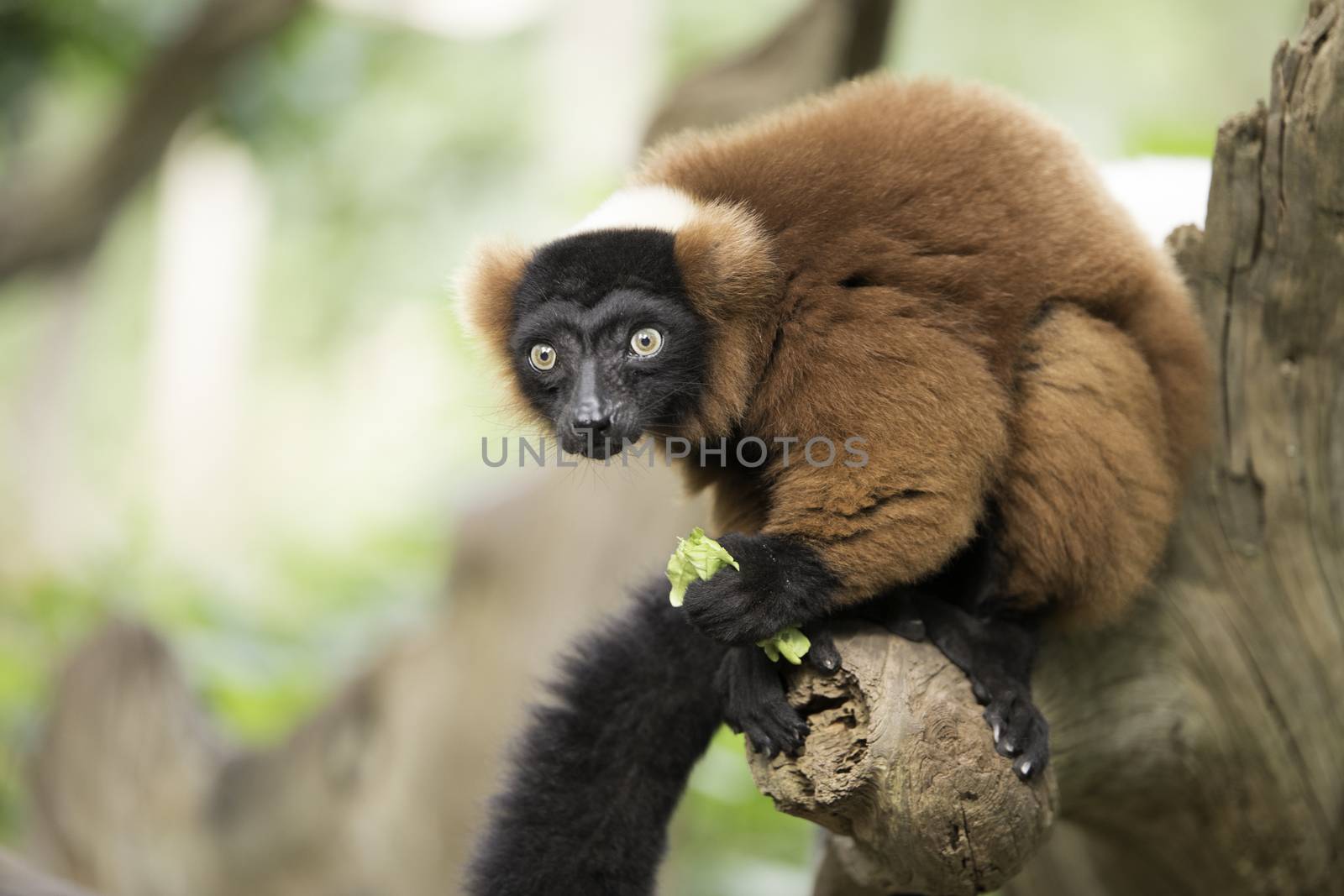 Red ruffed lemur eating lettuce