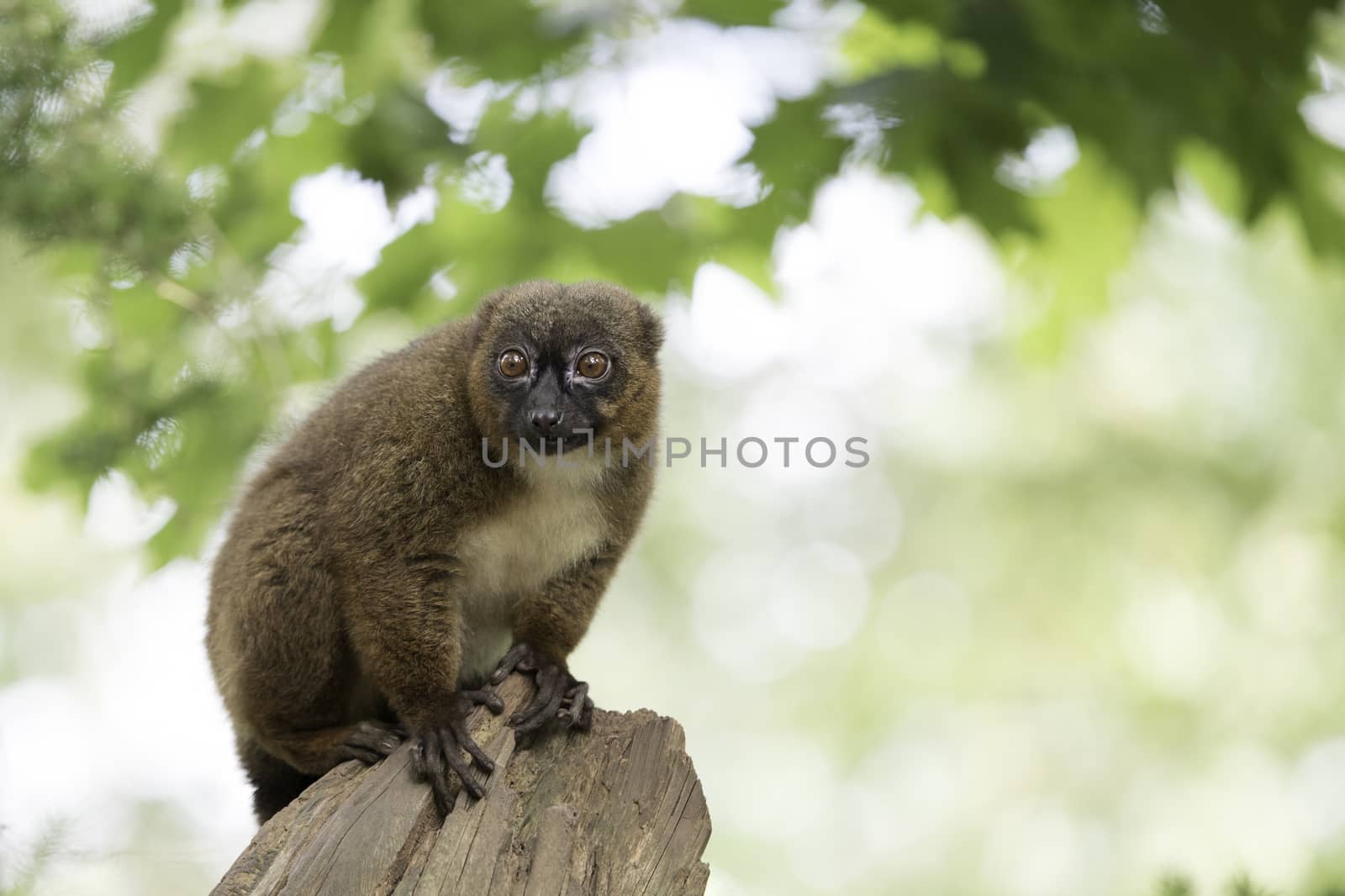 Red-bellied lemur, sitting on tree trunk