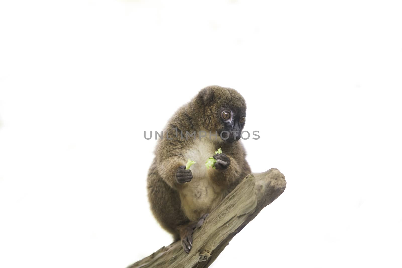 Red bellied lemur sitting on branch, isolated