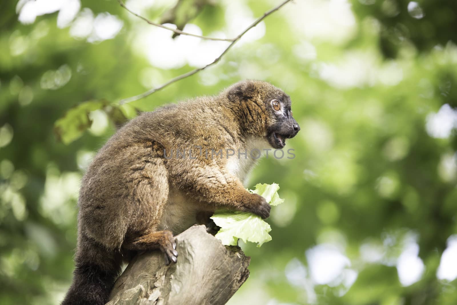 Red bellied lemur eating lettuce by avanheertum