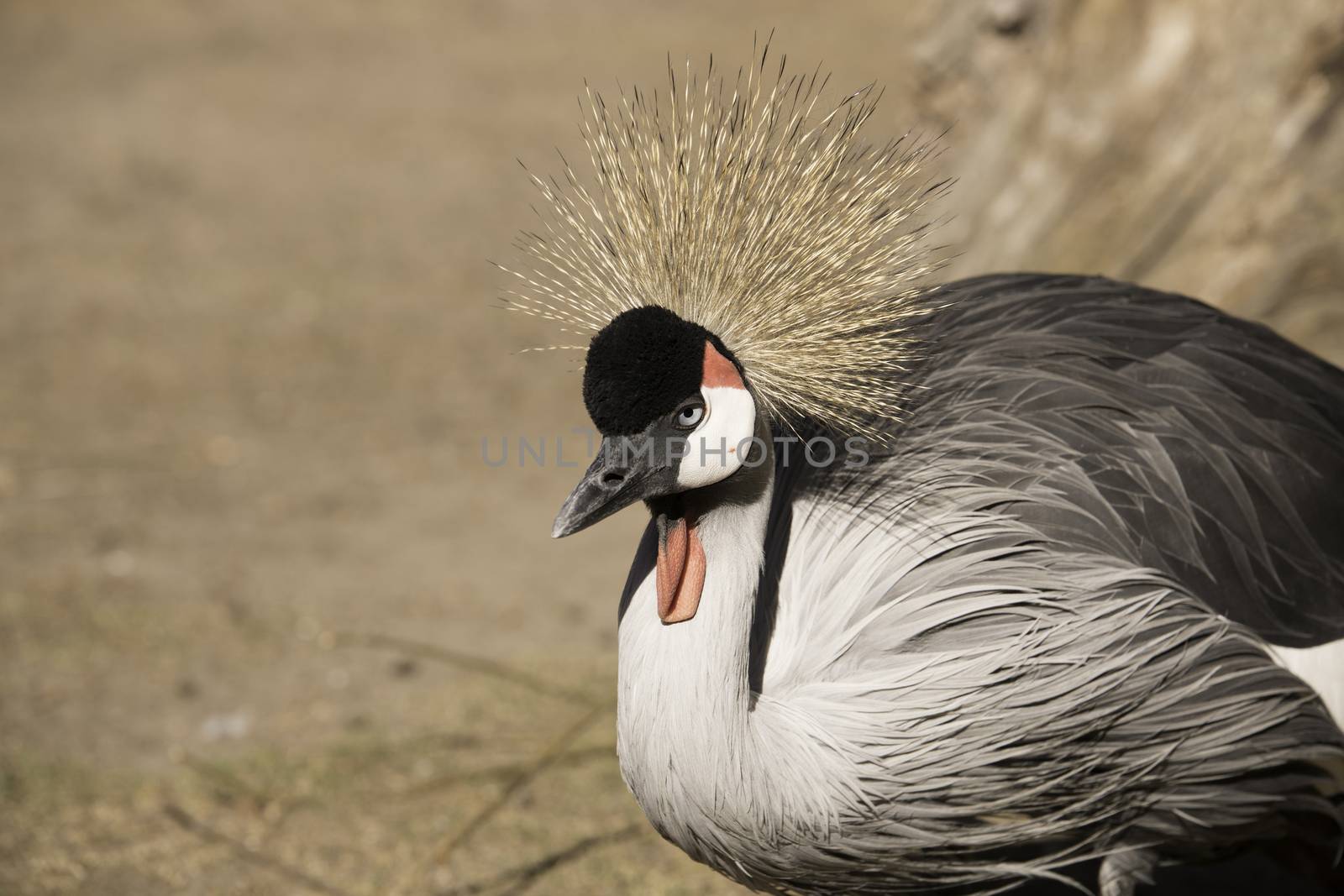 Grey Crowned Crane by avanheertum