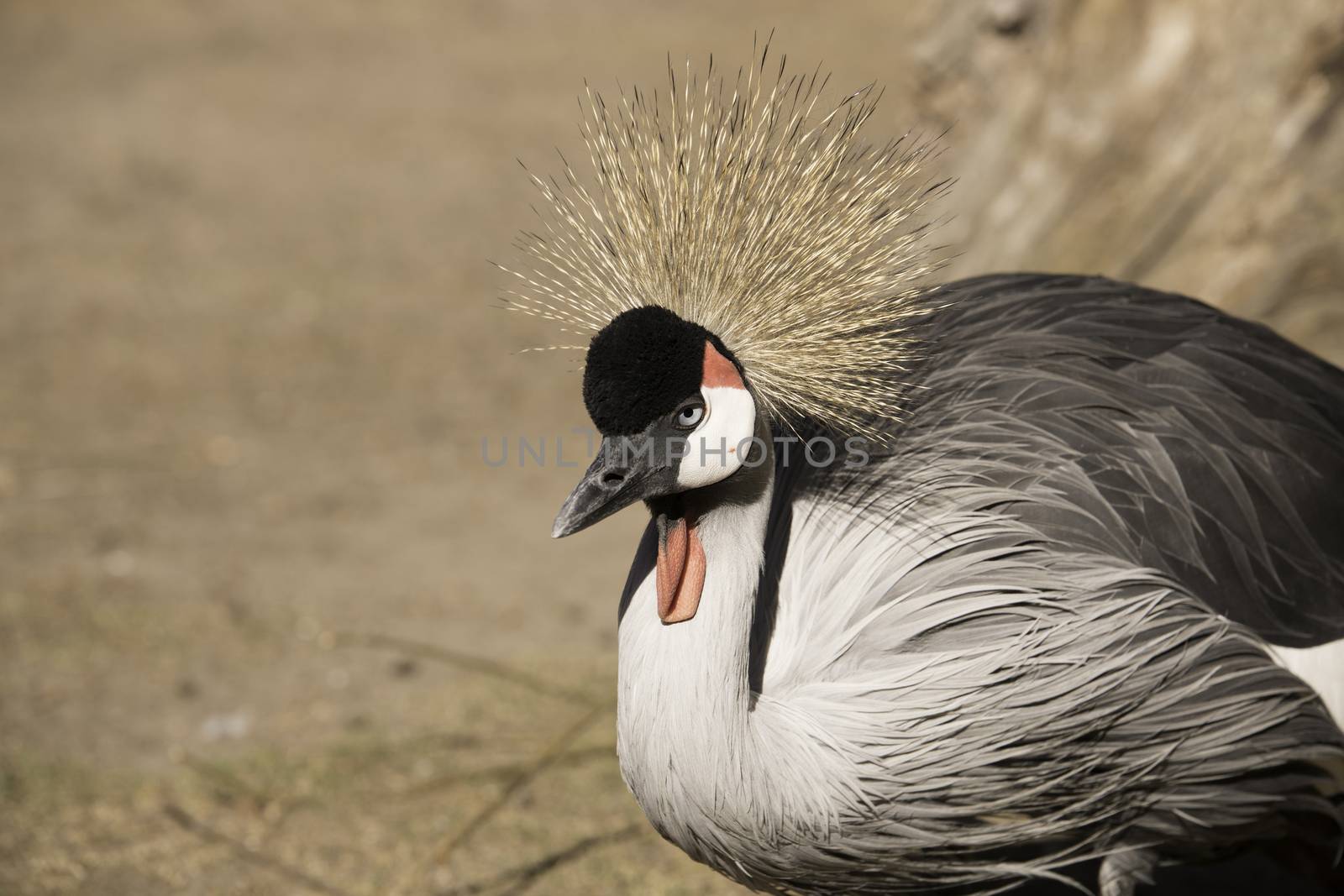 Grey Crowned Crane, close up head