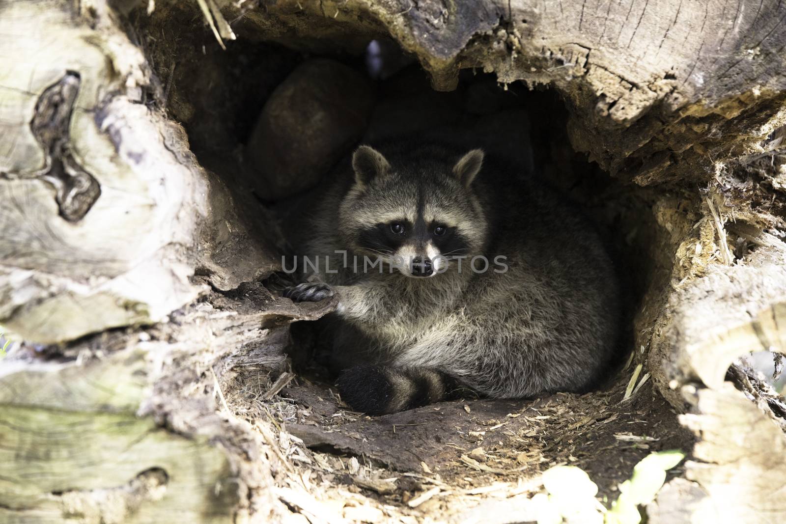 Racoon in nest, hollow tree