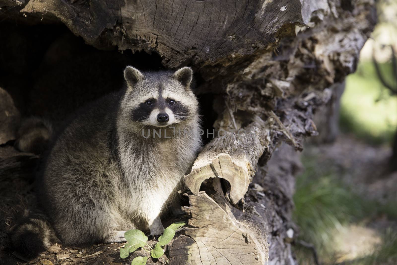 Racoon sitting in hollow tree trunk