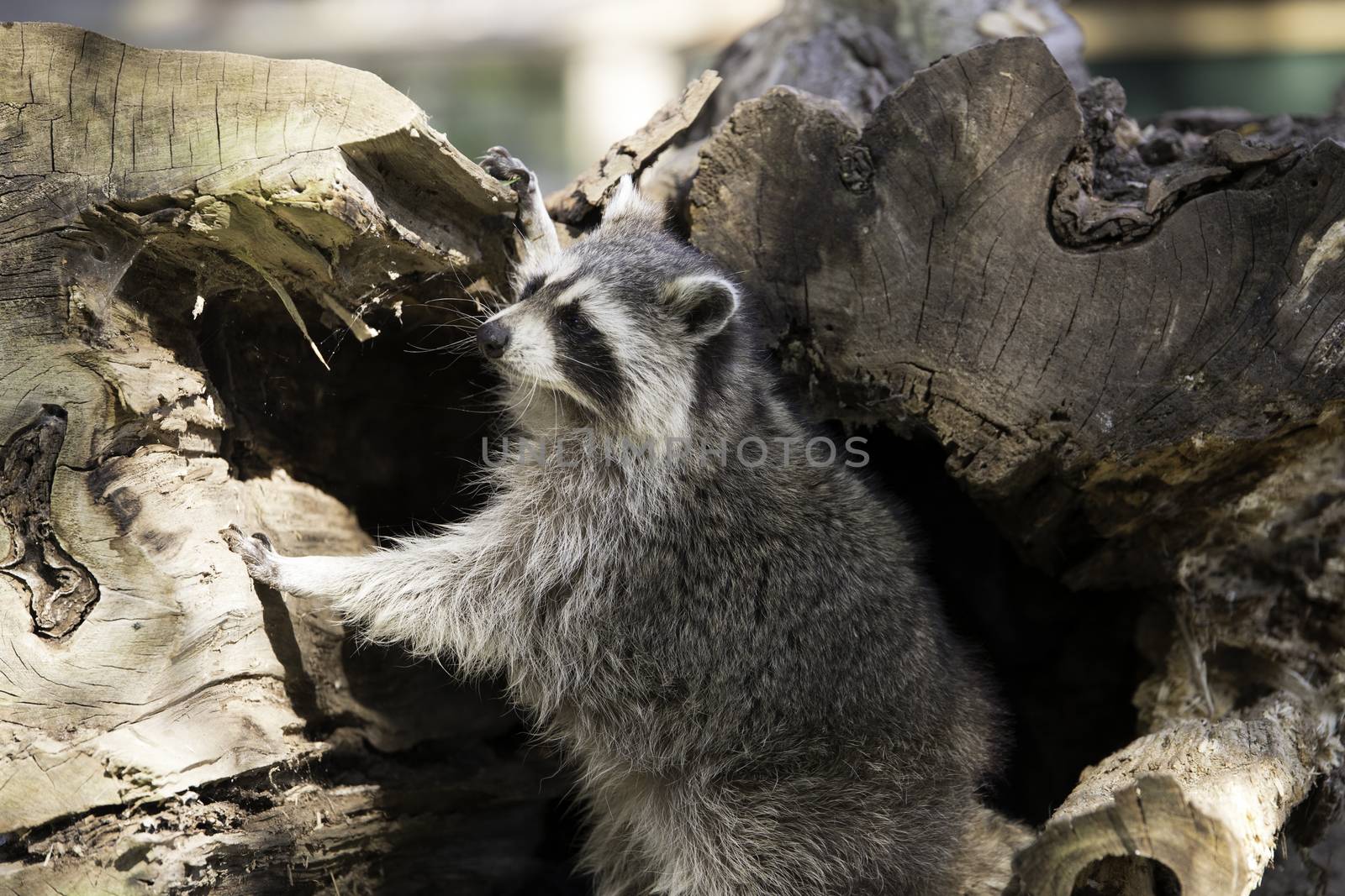 Racoon climbing out of hollow tree trunk