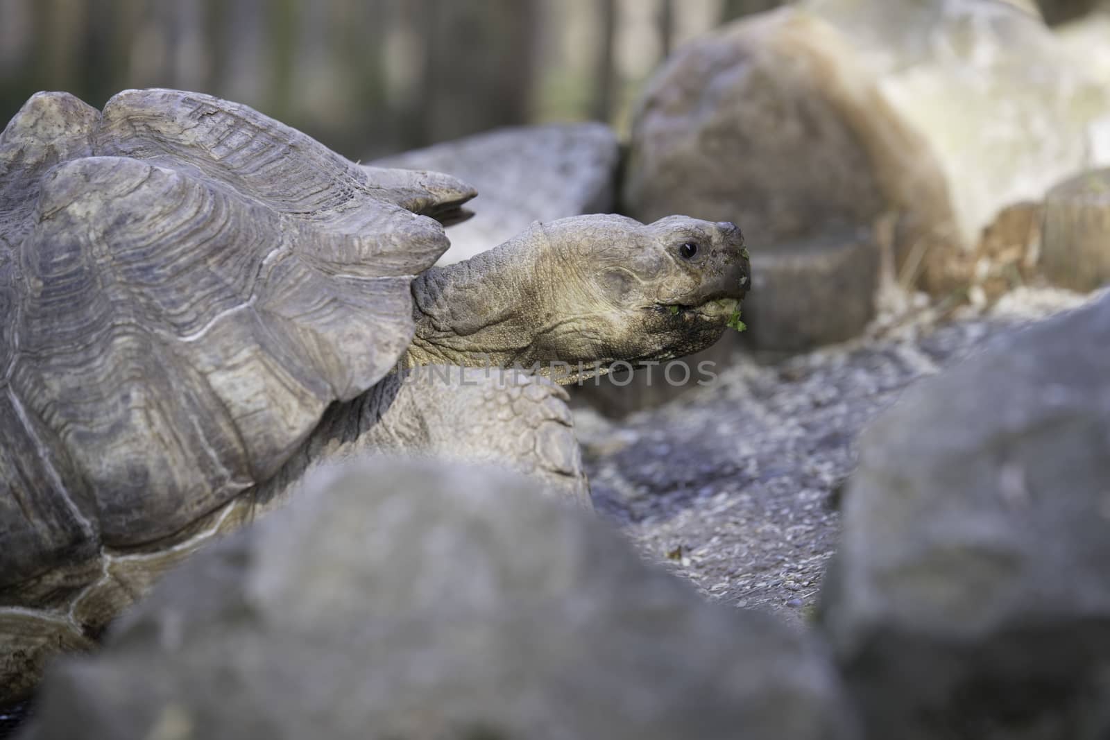 African spurred tortoise, close up head