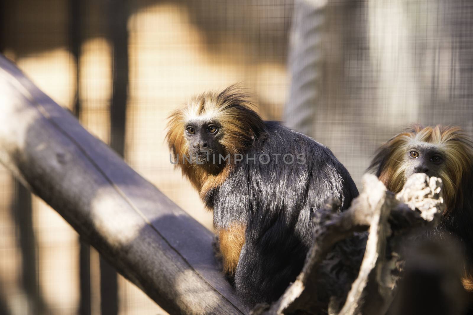 Golden Headed Lion Tamarin by avanheertum