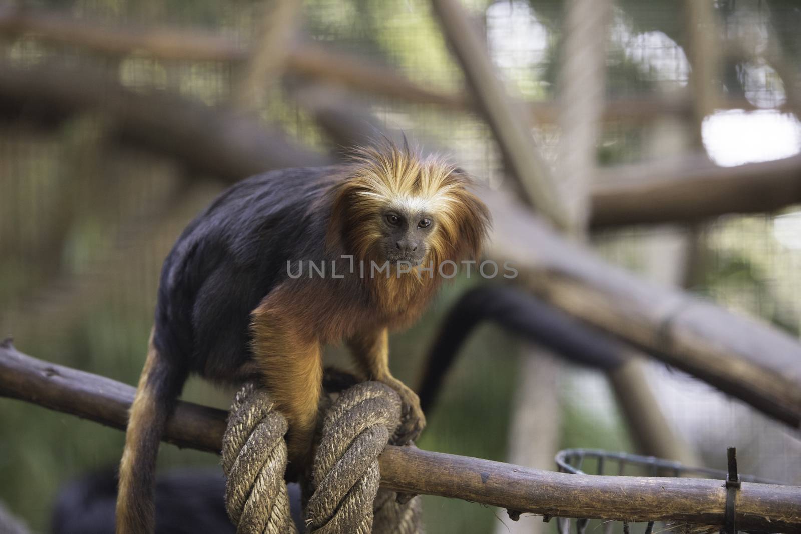 Golden Headed Lion Tamarin with rope