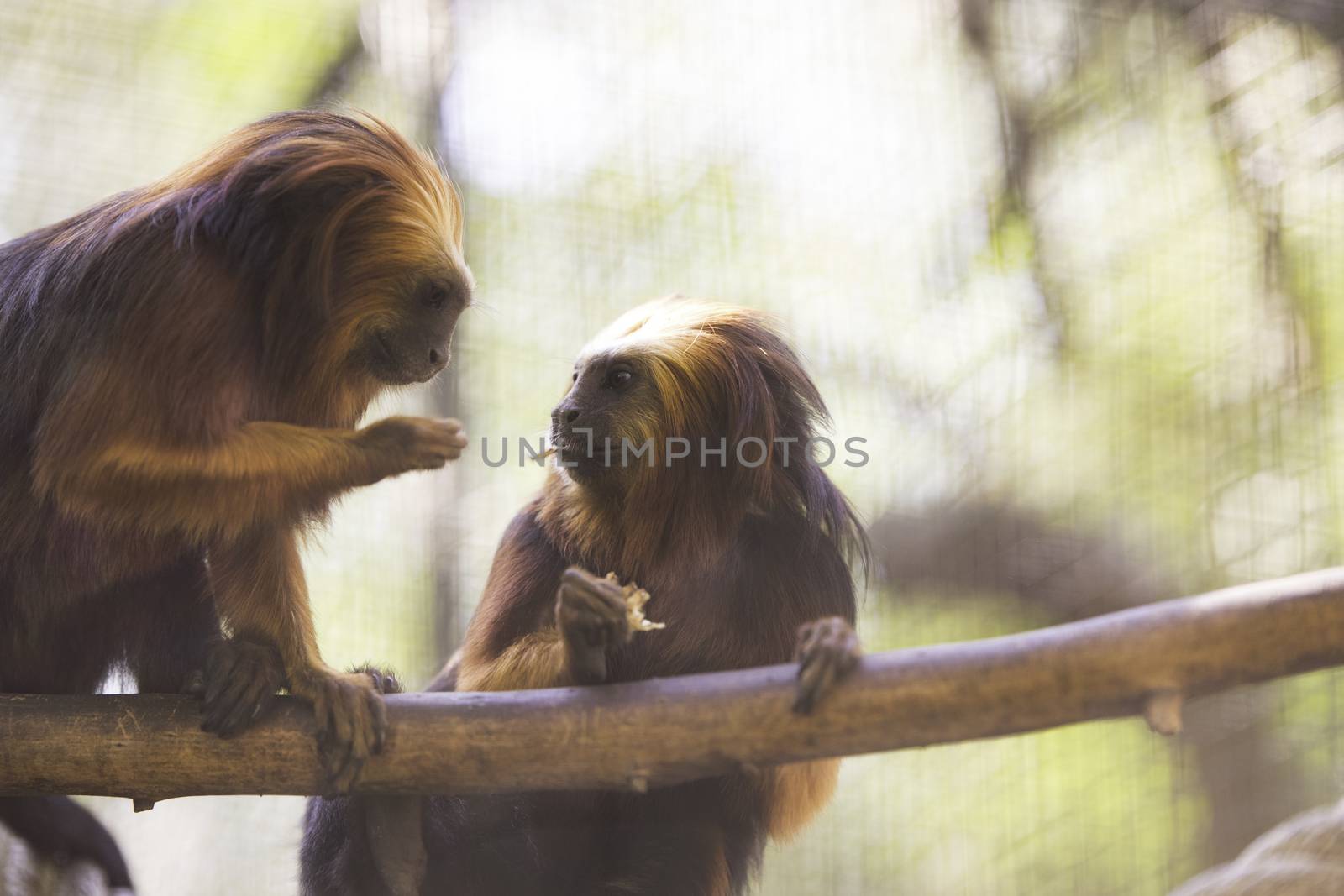 Two Golden Headed Lion Tamarins, eating