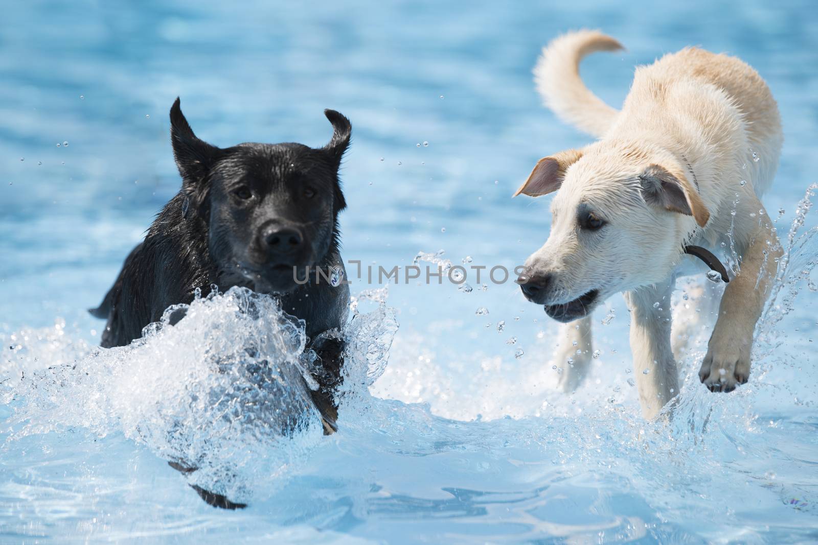 Two dogs, Labrador Retriever, running in swimming pool, blue water