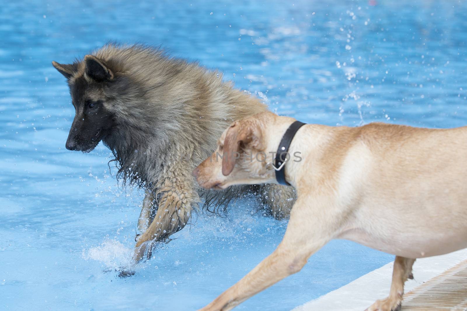 Two dogs running in swimming pool by avanheertum