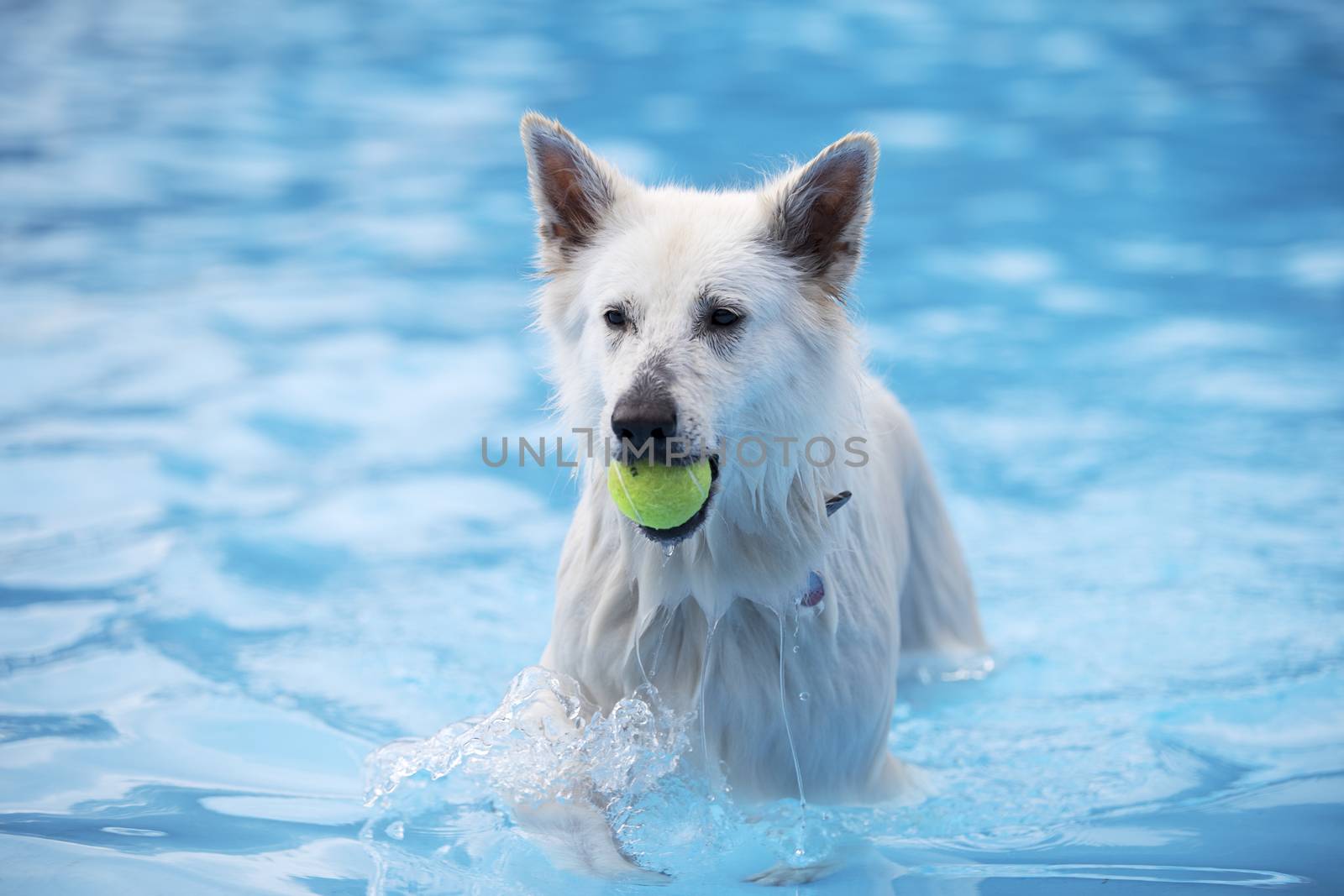 White Shepherd dog, fetching tennis ball in swimming pool by avanheertum