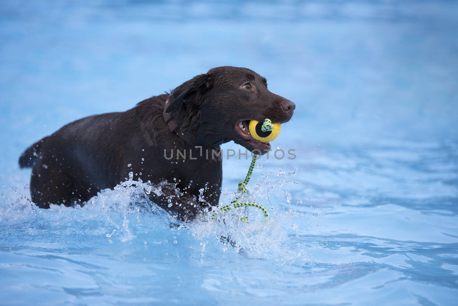 Dog, brown Labrador retriever, fetching yellow ball in swimming pool, blue water