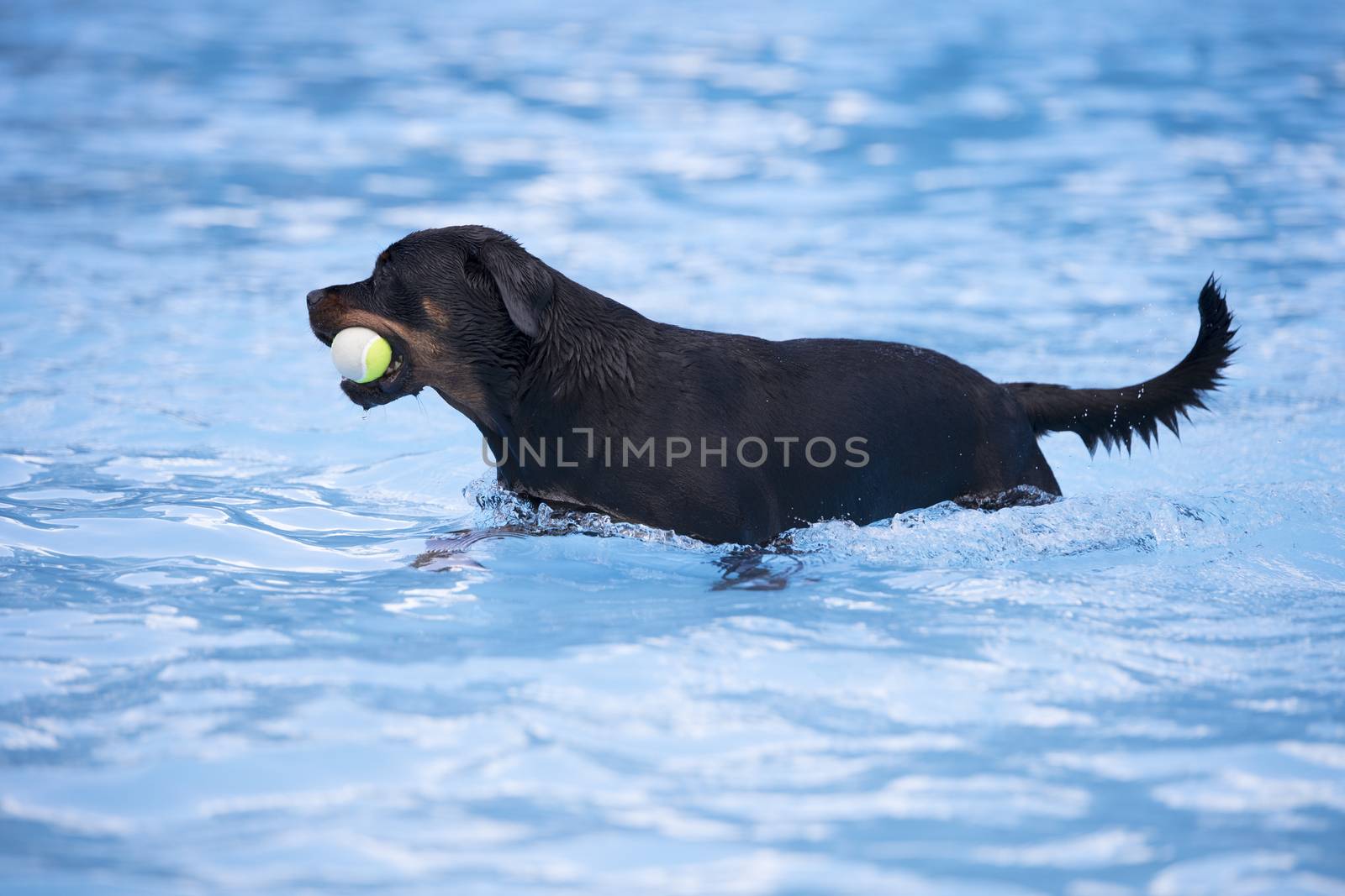 Dog, Rottweiler, with tennis ball in swimming pool by avanheertum