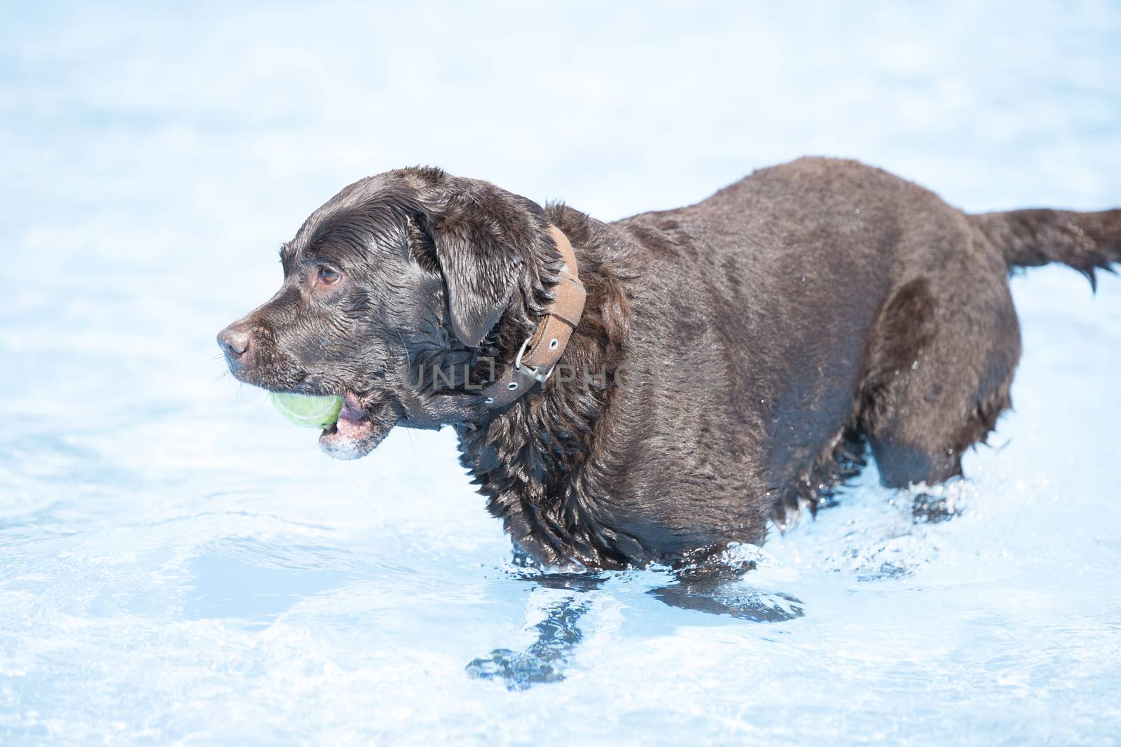 Dog, brown Labrador Retriever with tennis ball in swimming pool by avanheertum