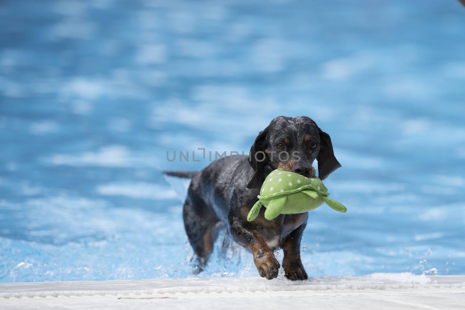 Dog, Dachshund, fetching toy out of swimming pool, blue water