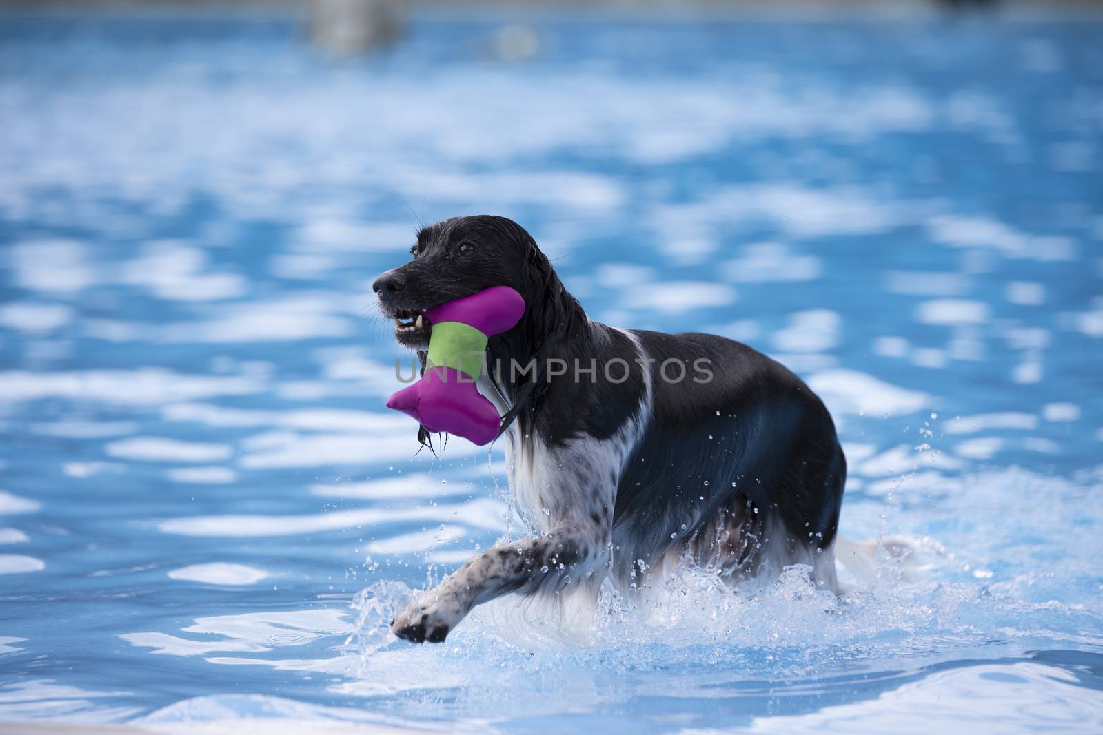 Dog, fetching toy in swimming pool, blue water