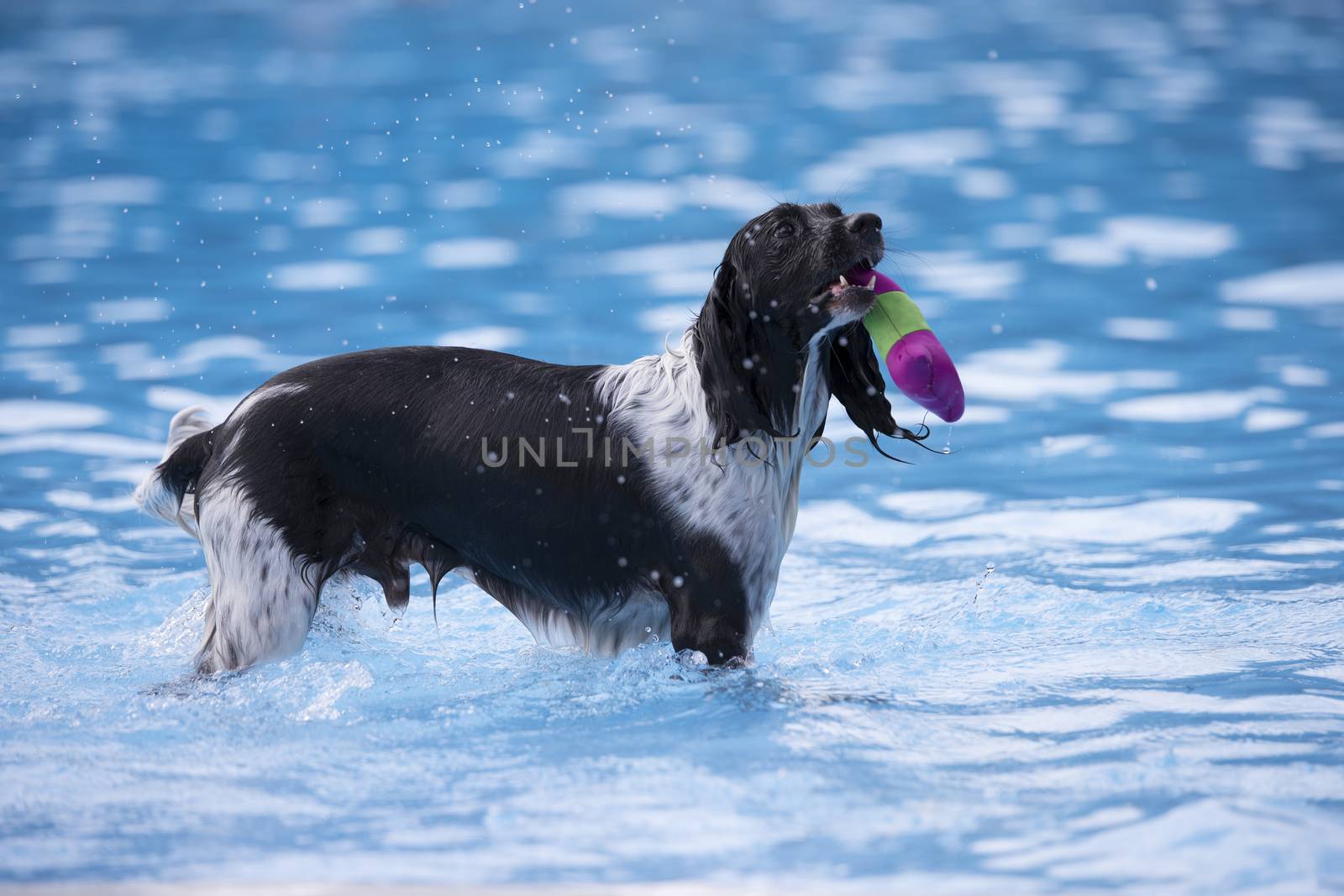 Dog fetching toy in swimming pool by avanheertum