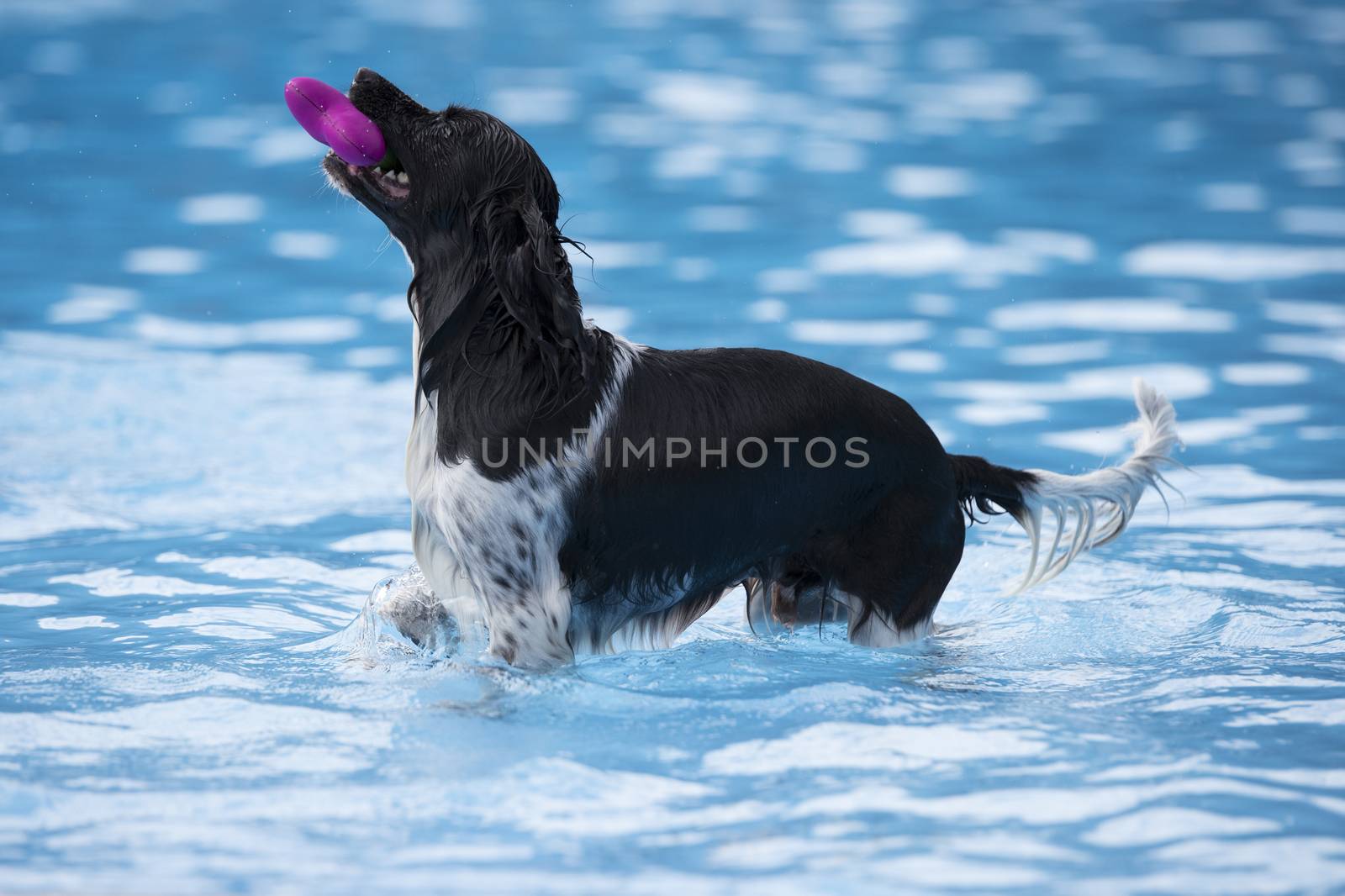 Dog fetching toy in swimming pool, blue water
