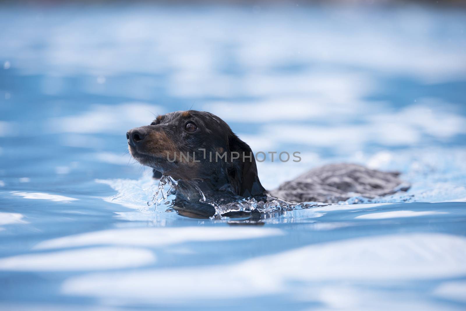 Dog, Dachshund, swimming in blue water by avanheertum