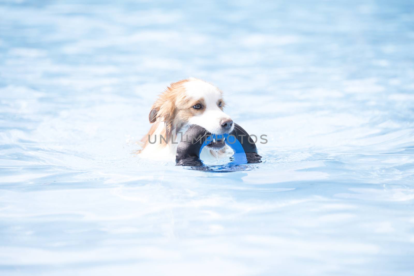 Dog, Border Collie, swimming and holding a toy by avanheertum