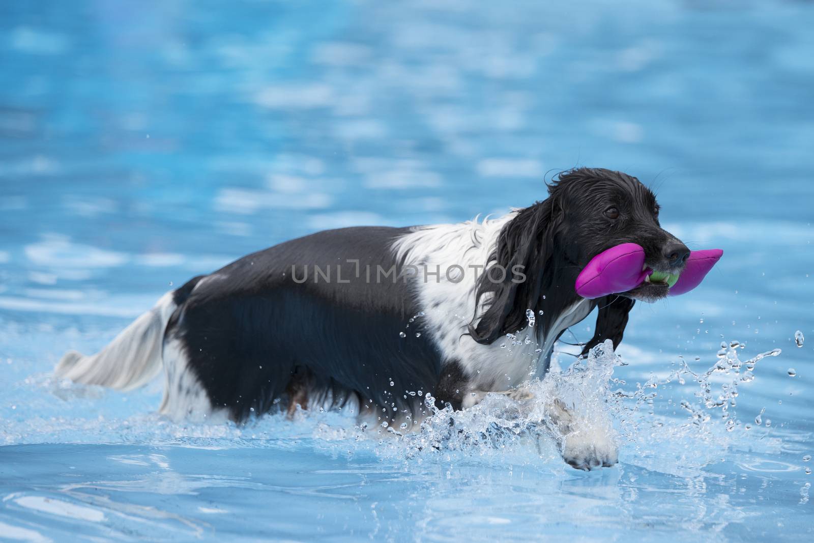 Dog with toy in swimming pool by avanheertum