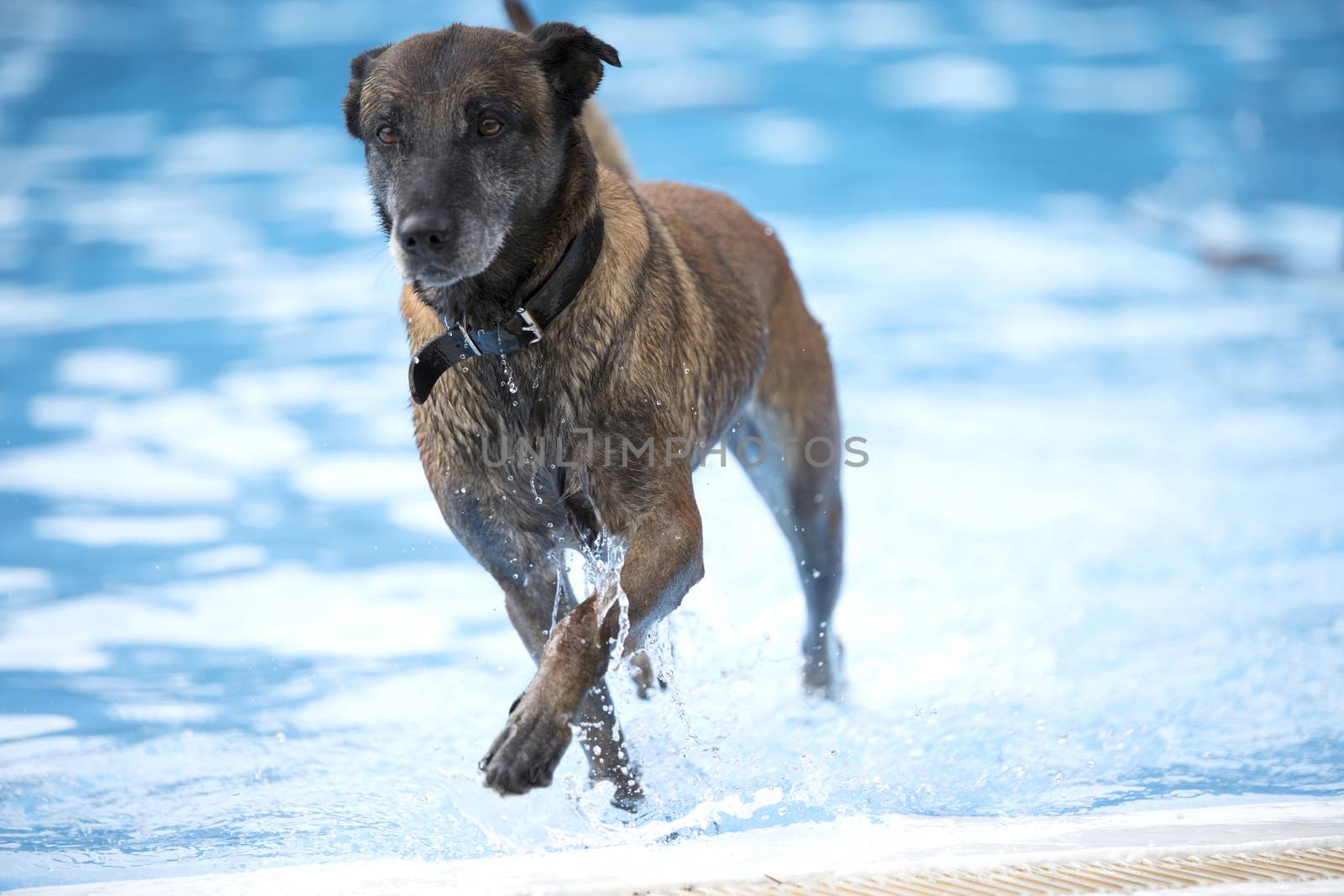 Dogm Belgian Shepherd Malinois, coming out of a swimming pool, blue water