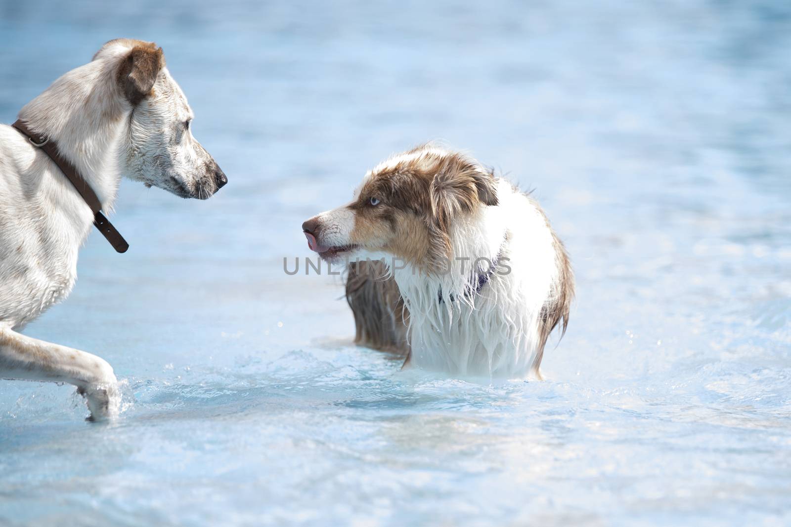 Two dogs meeting in a swimming pool