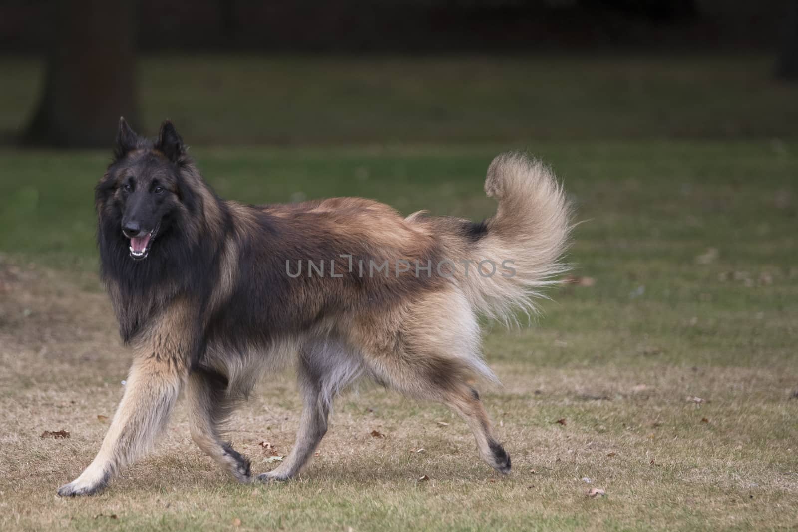 Dog, Belgian Shepherd Tervuren, running in woods